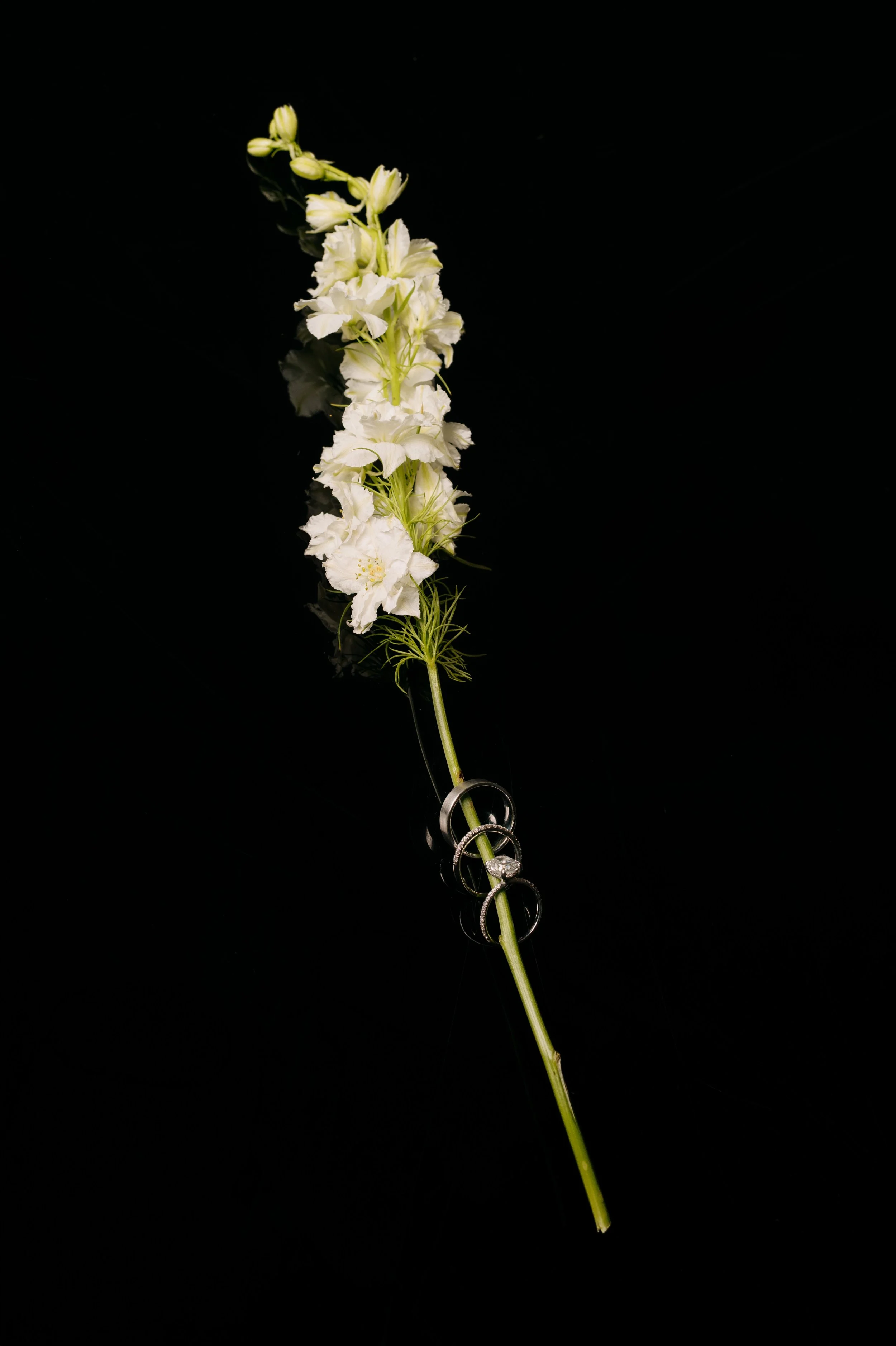 A white flower with multiple blossoms on a green stem, placed on a glossy black surface with rings hanging from the stem.