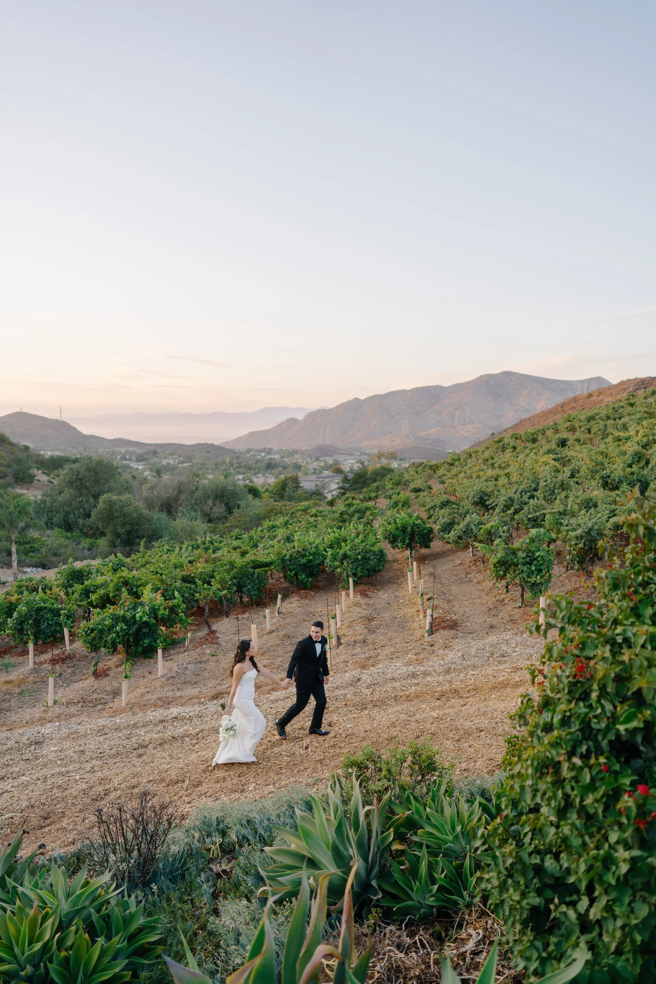 A bride and groom holding hands and walking through a vineyard during sunset, with mountainous landscape in the background.