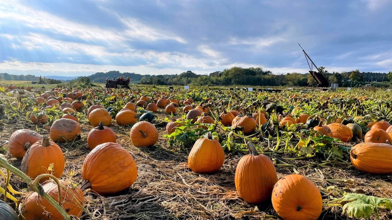 pumpkin patch.jpeg