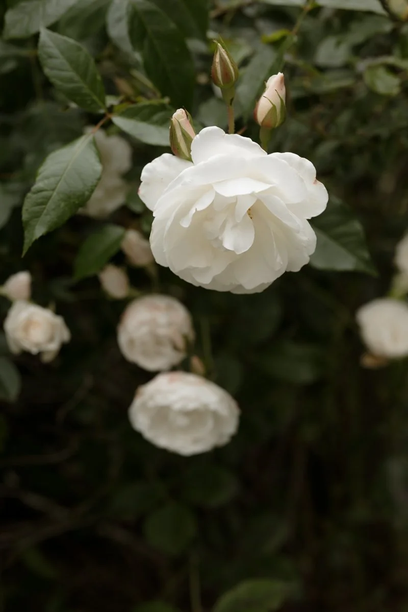 Britt & Andre Wedding-71.jpg
