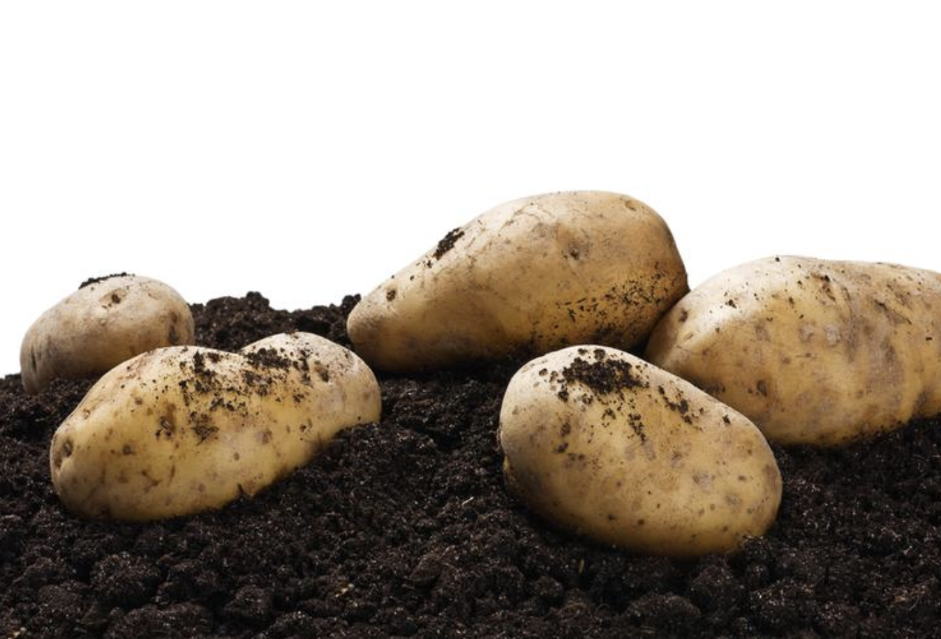 Screen Shot 2023-03-13 at 9.08.28 AM.png