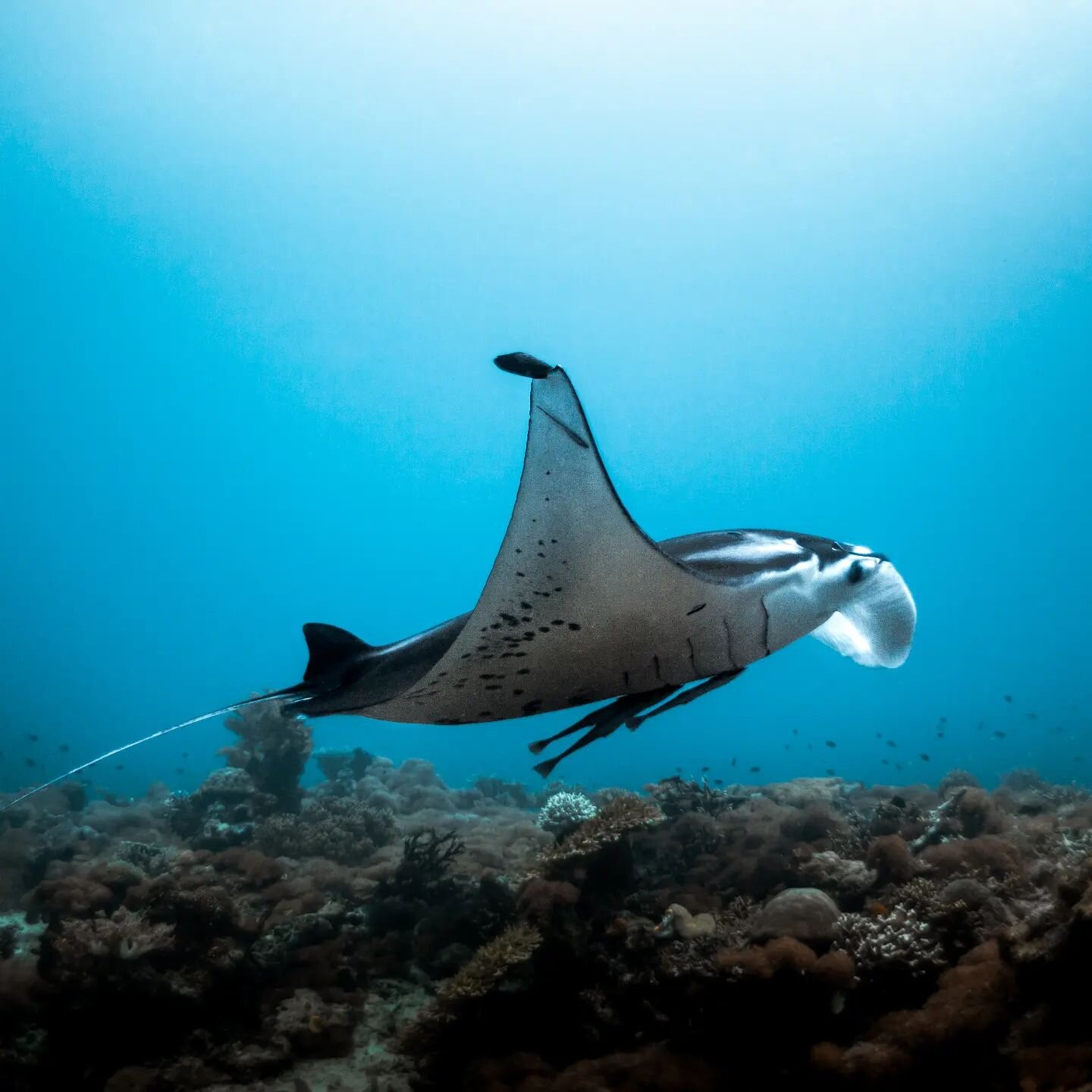 Manta 🩵

Thanks for this cool Manta shot for @sallakoppanen ♡

#doberaiprivateisland #rajaampat #rajaampattrip #rajaampatindonesia #Indonesia #explorerajaampat #bevisuallyinspired #beautifuldestinations #beachvibes #natgeoyourshot #hellofrom #explor