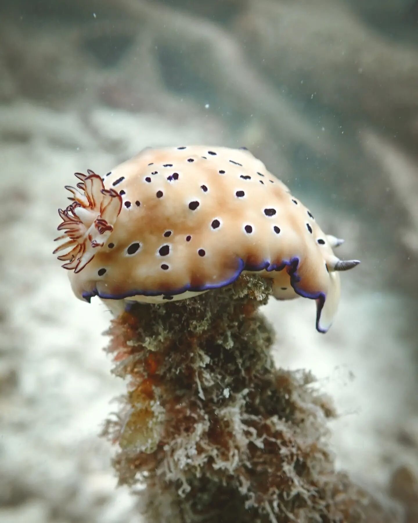 Wonderful life of Hypselodoris tryoni Nudibranch ♡

Same nudi in few hours difference. How cool it is that it can look completely different and shaped depending on what it is doing. 🫶

#doberaiprivateisland
#rajaampat #hypselodoris #hypselodoristryo