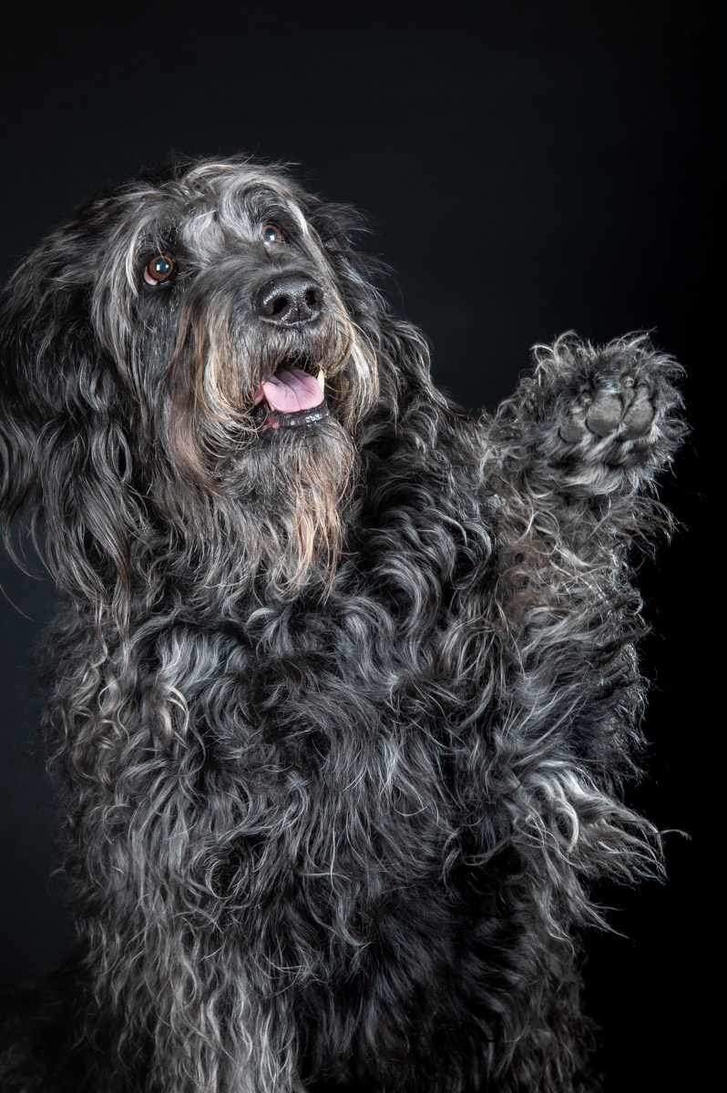 fergus.jpeg
