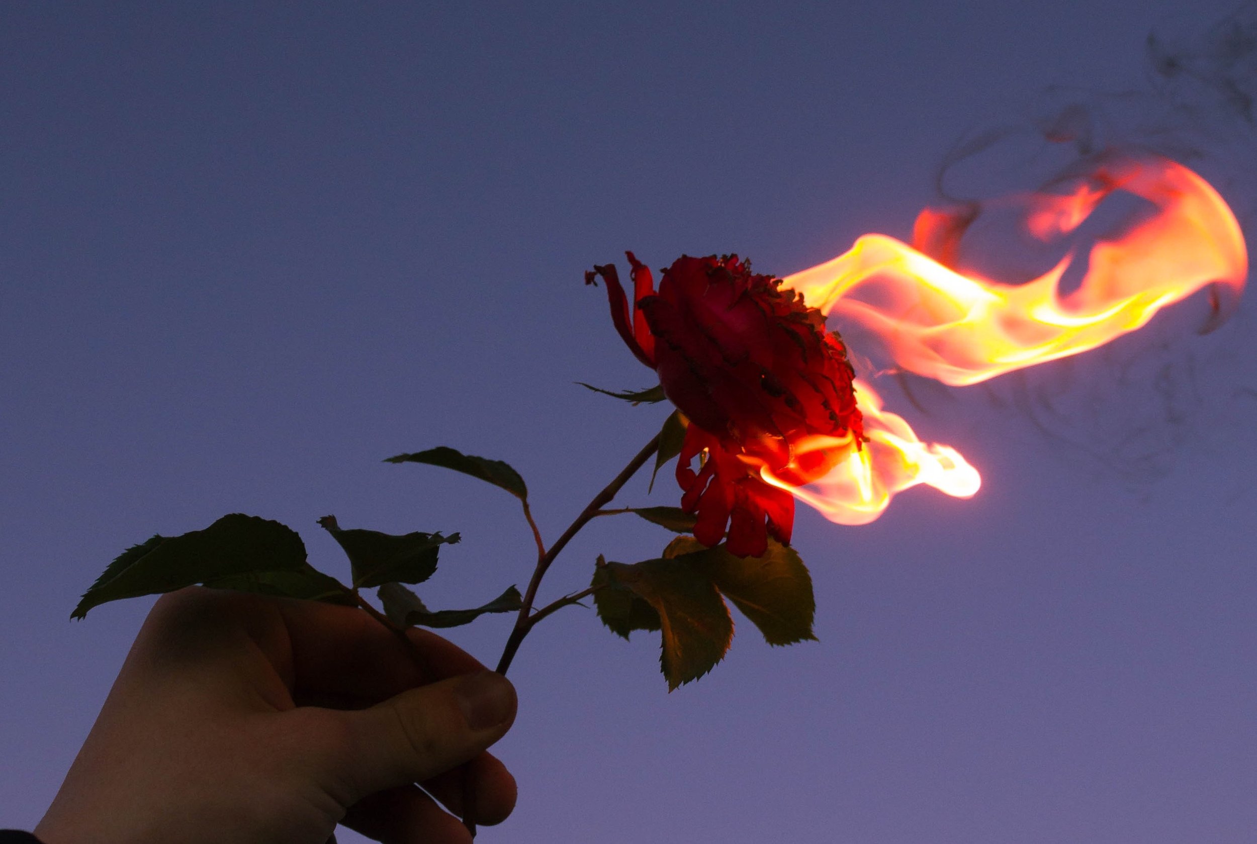 fiery rose.jpg