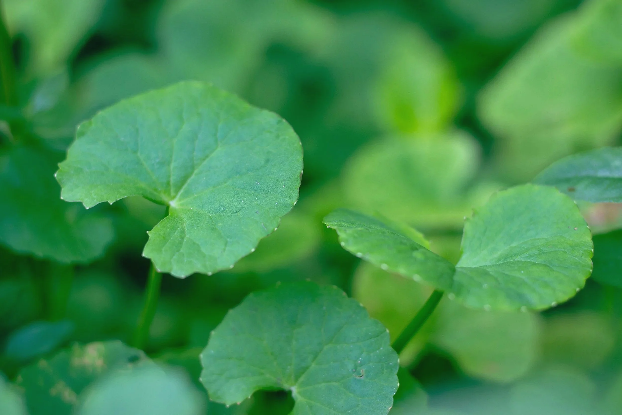 Close-up of green leaves on a plant with a blurred green background.