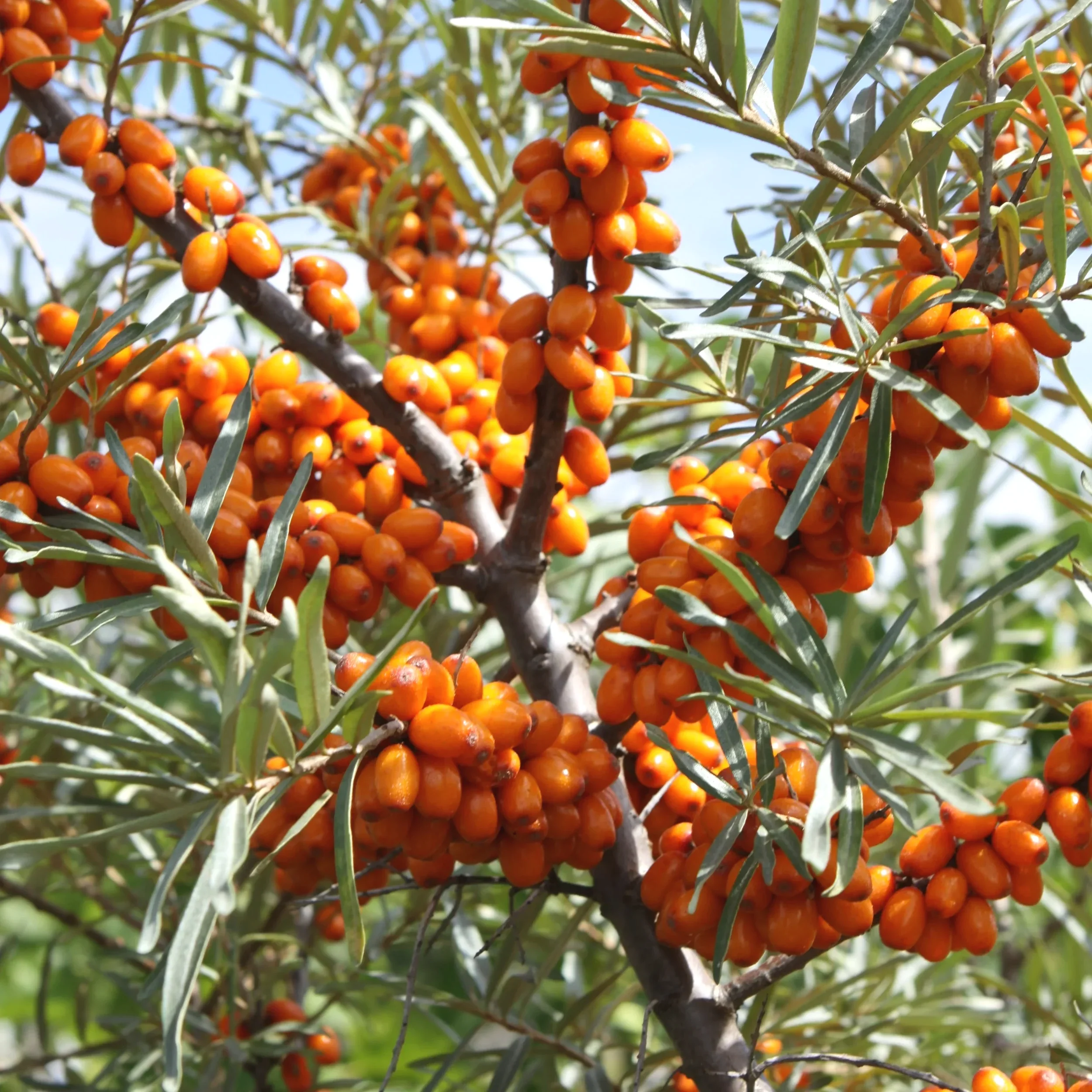 Branches of a sea buckthorn tree with clusters of bright orange berries and narrow green leaves under a clear sky.