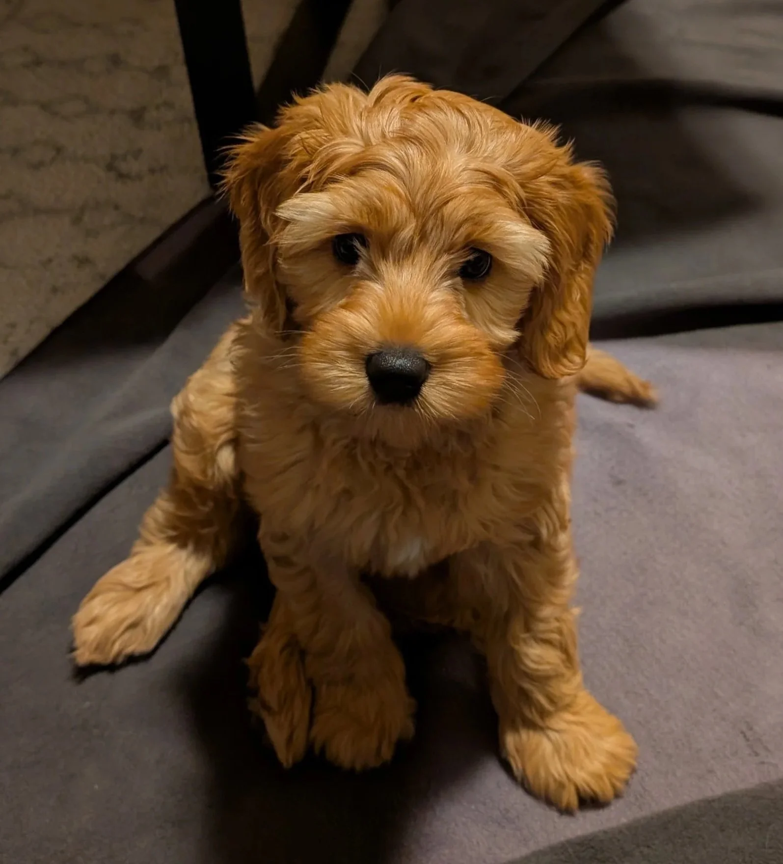 Puppy Organization 