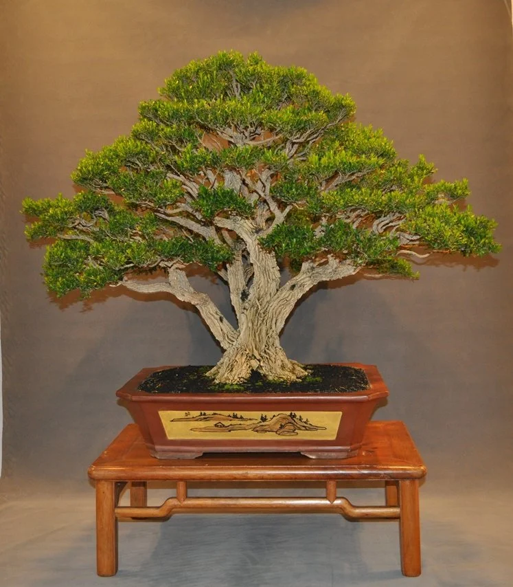 Penjing (7)res .JPG