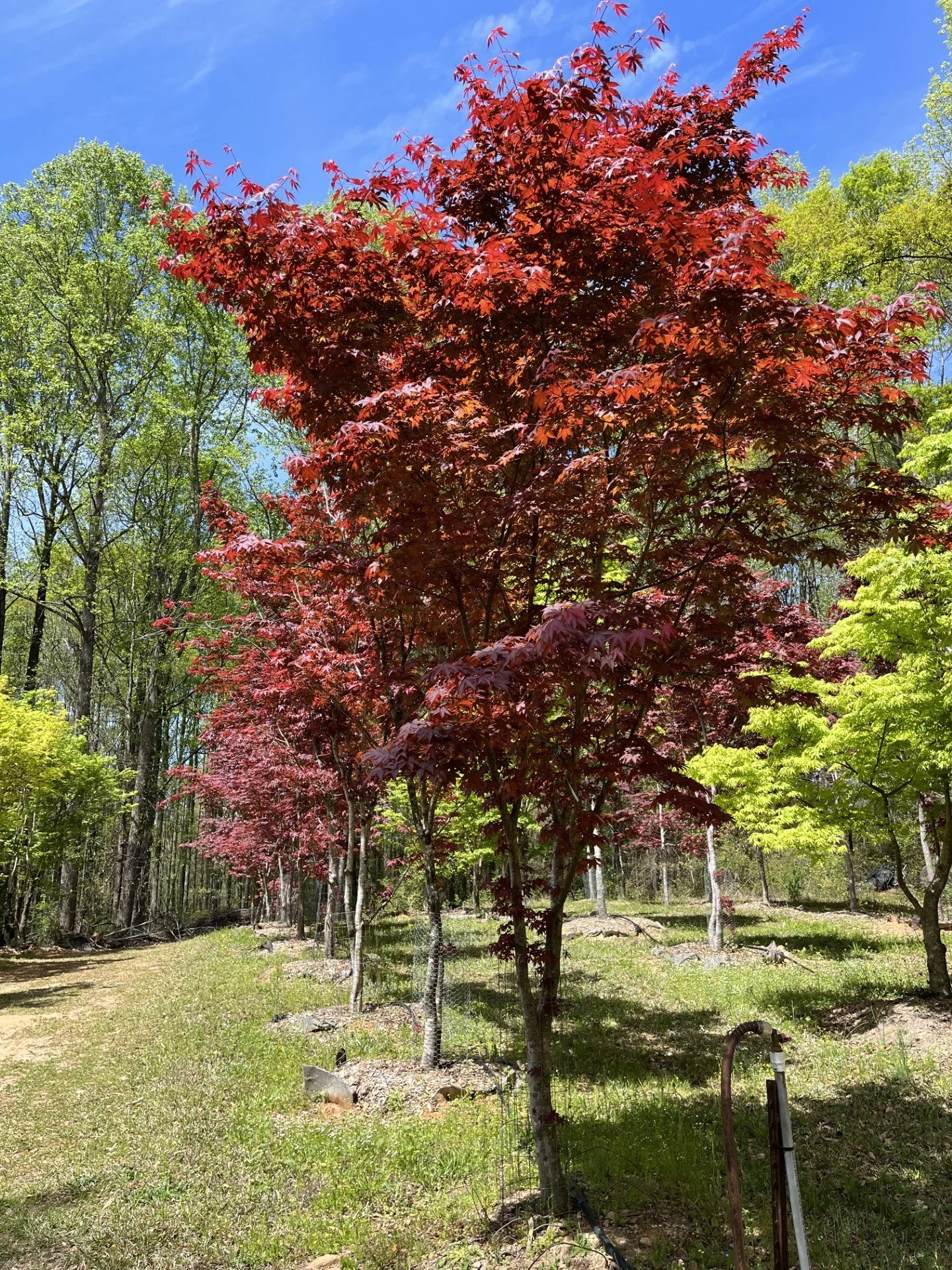 Mature red Japanese Maple specimen tree growing at Focal Point Trees LLC