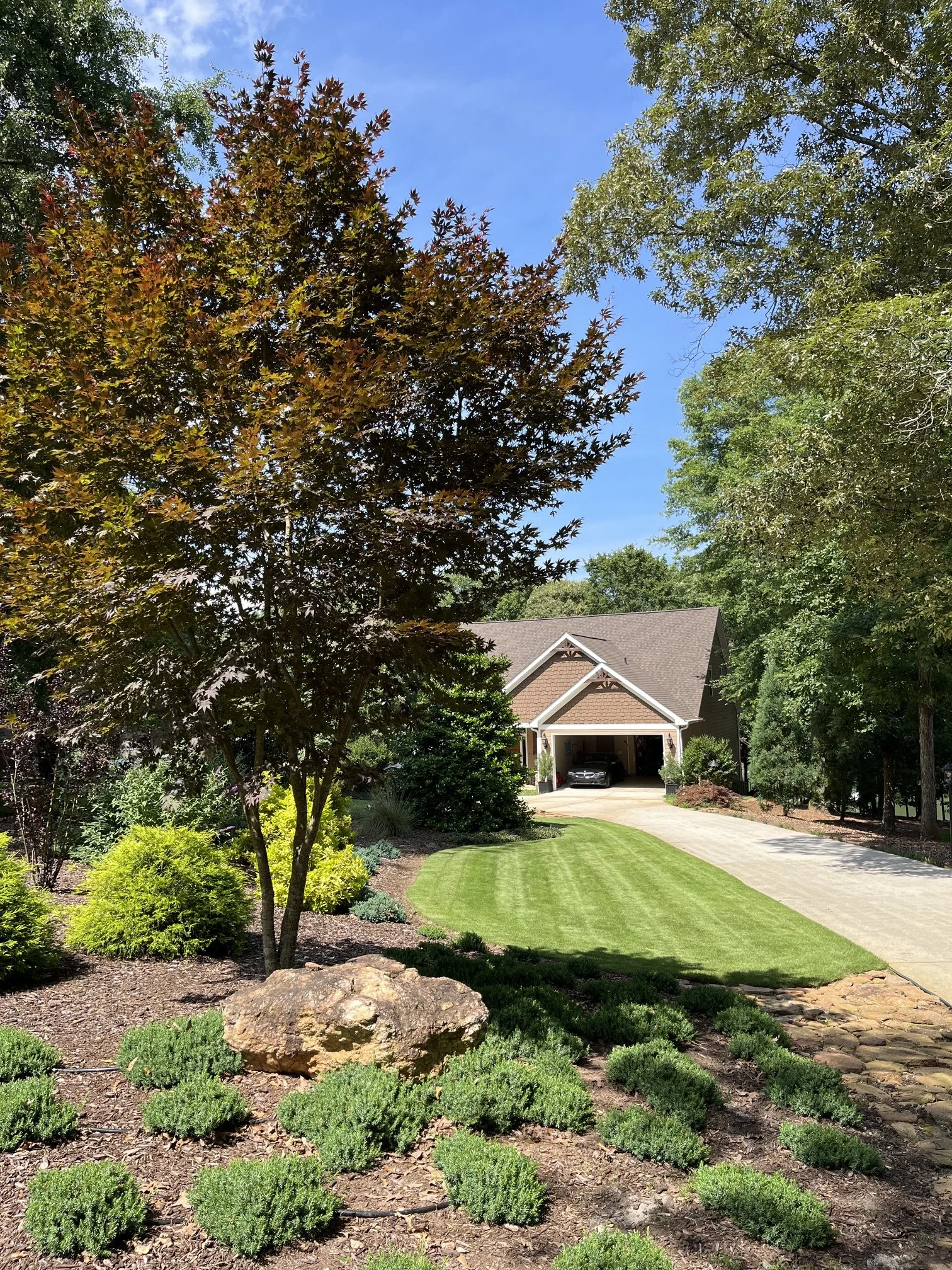 Mature specimen Japanese Maple in completed residential planting