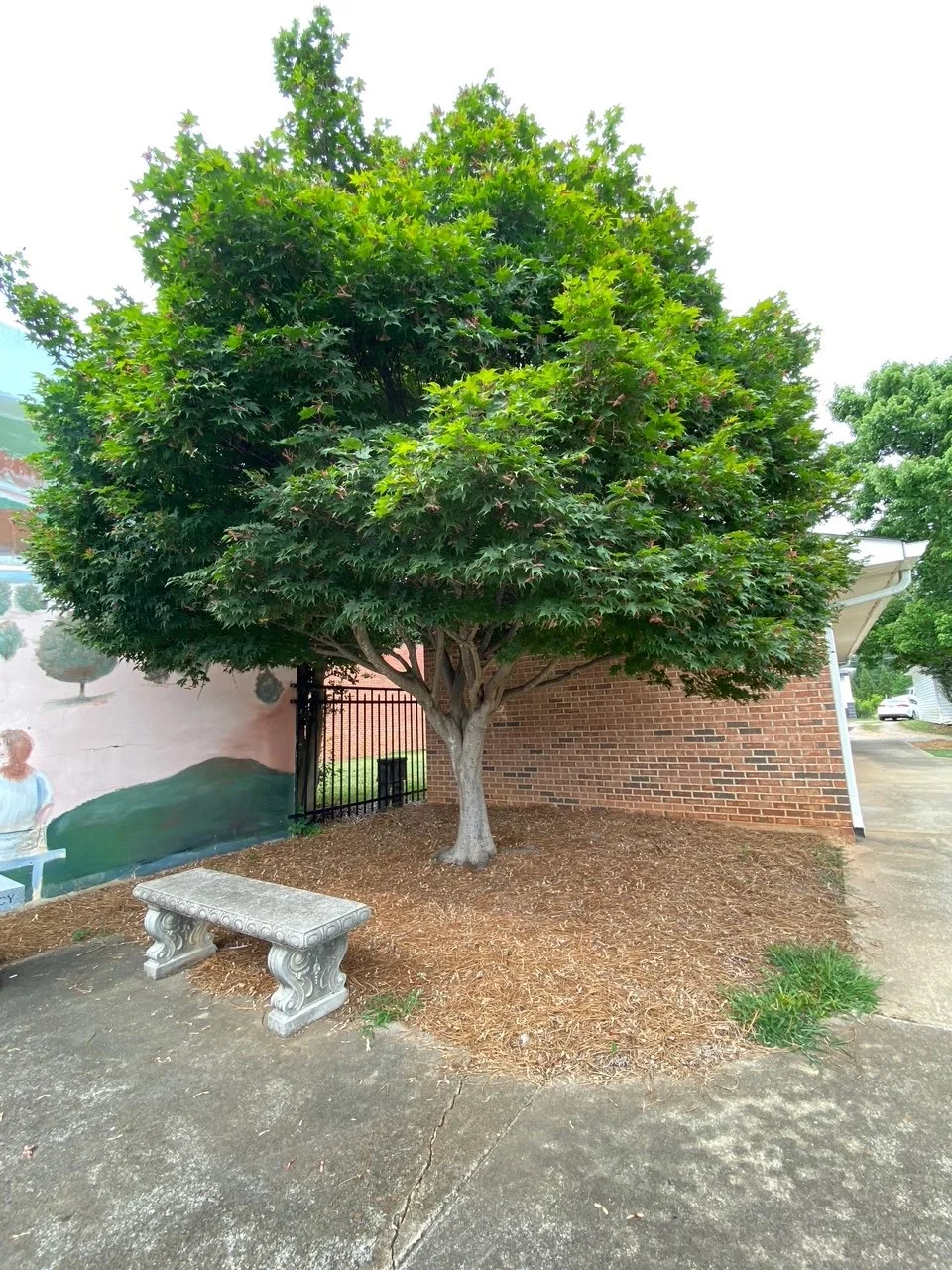 Large Specimen tree installation at commercial property
