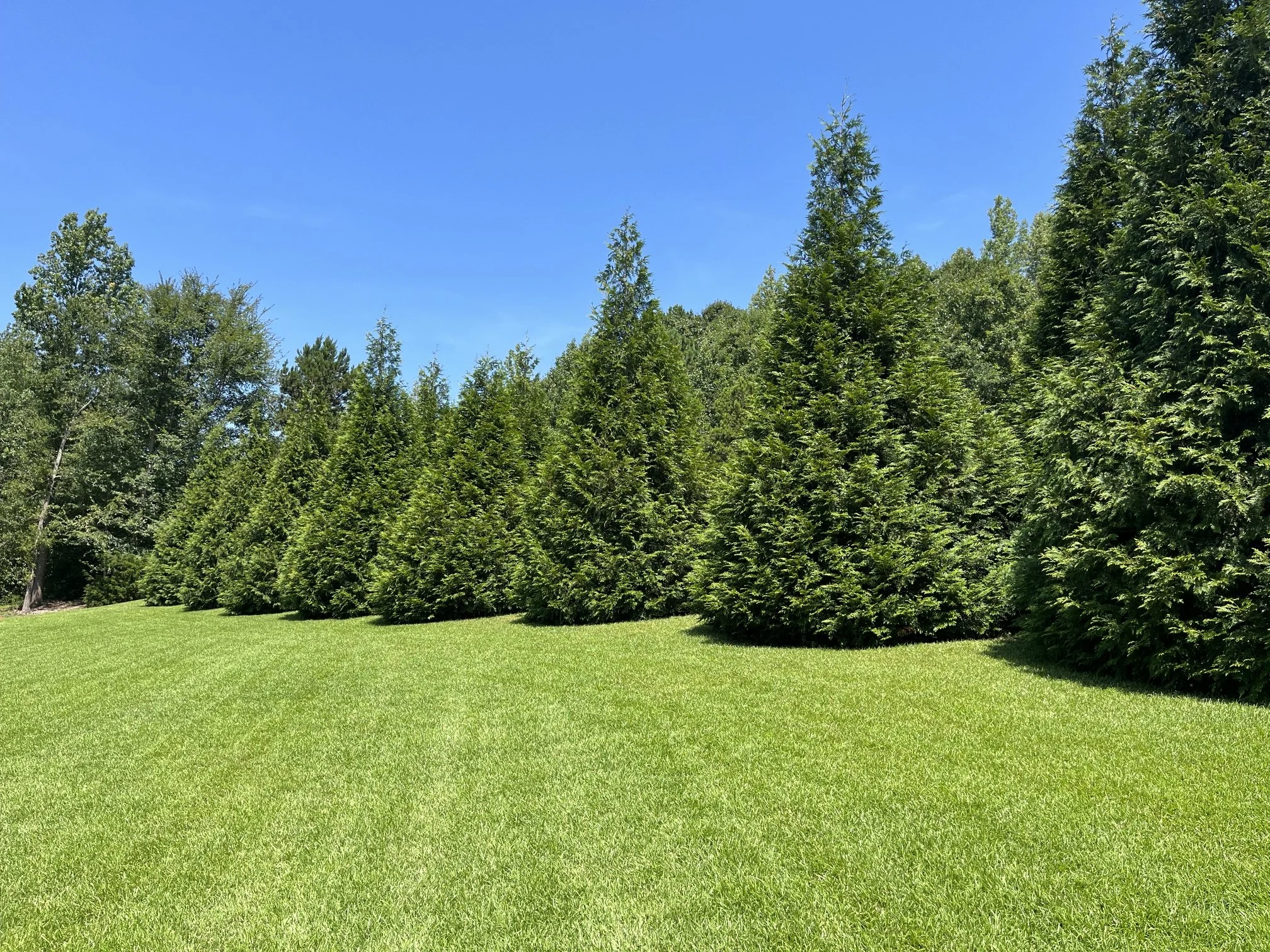 Evergreen trees selected to provide screening while complementing the surrounding property.