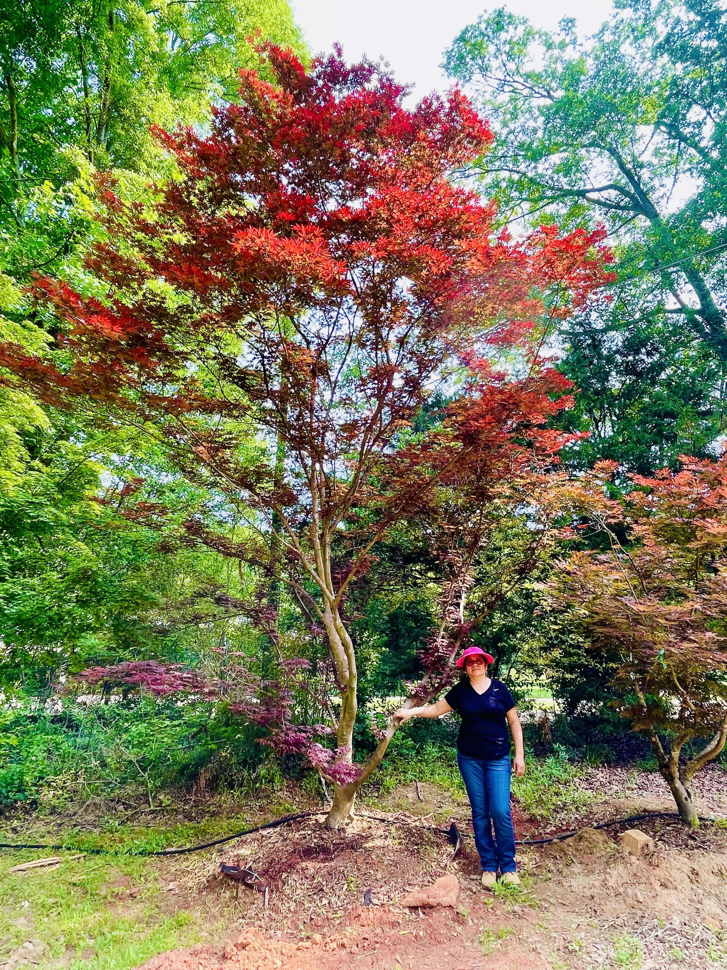 Large Trees