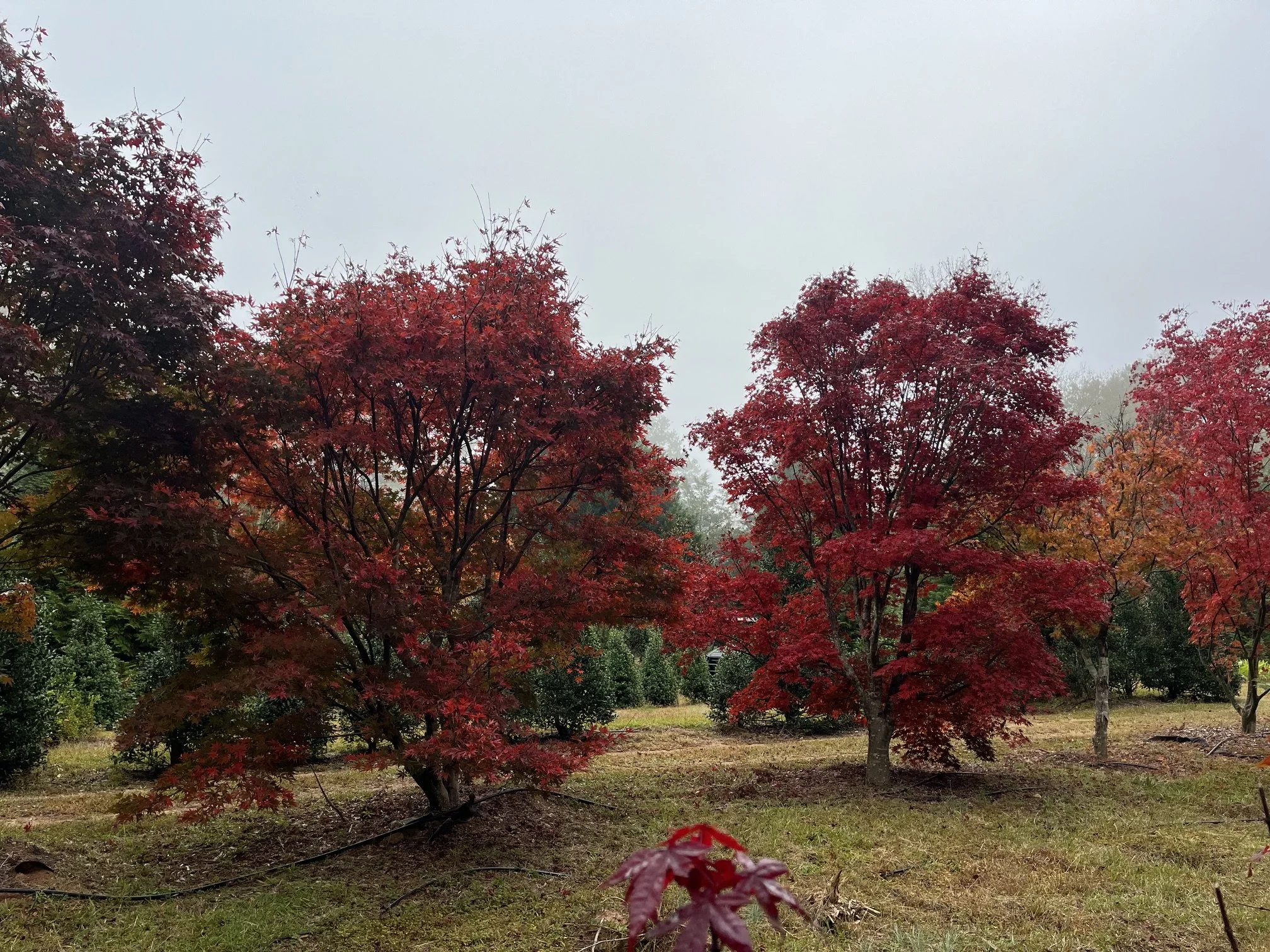 Rows of red Japanese Maple specimen trees growing at Focal Point Trees LLC