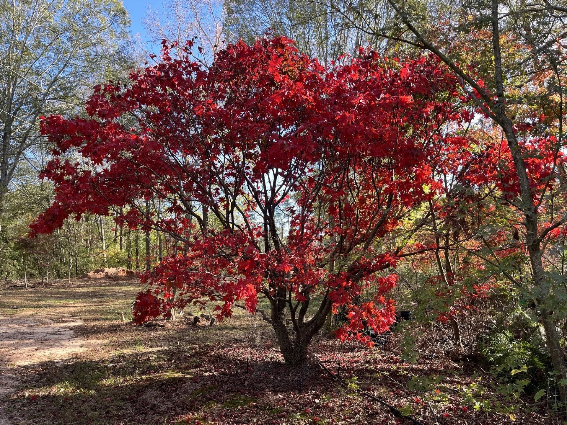 Japanese Maple providing fall color in finished landscape
