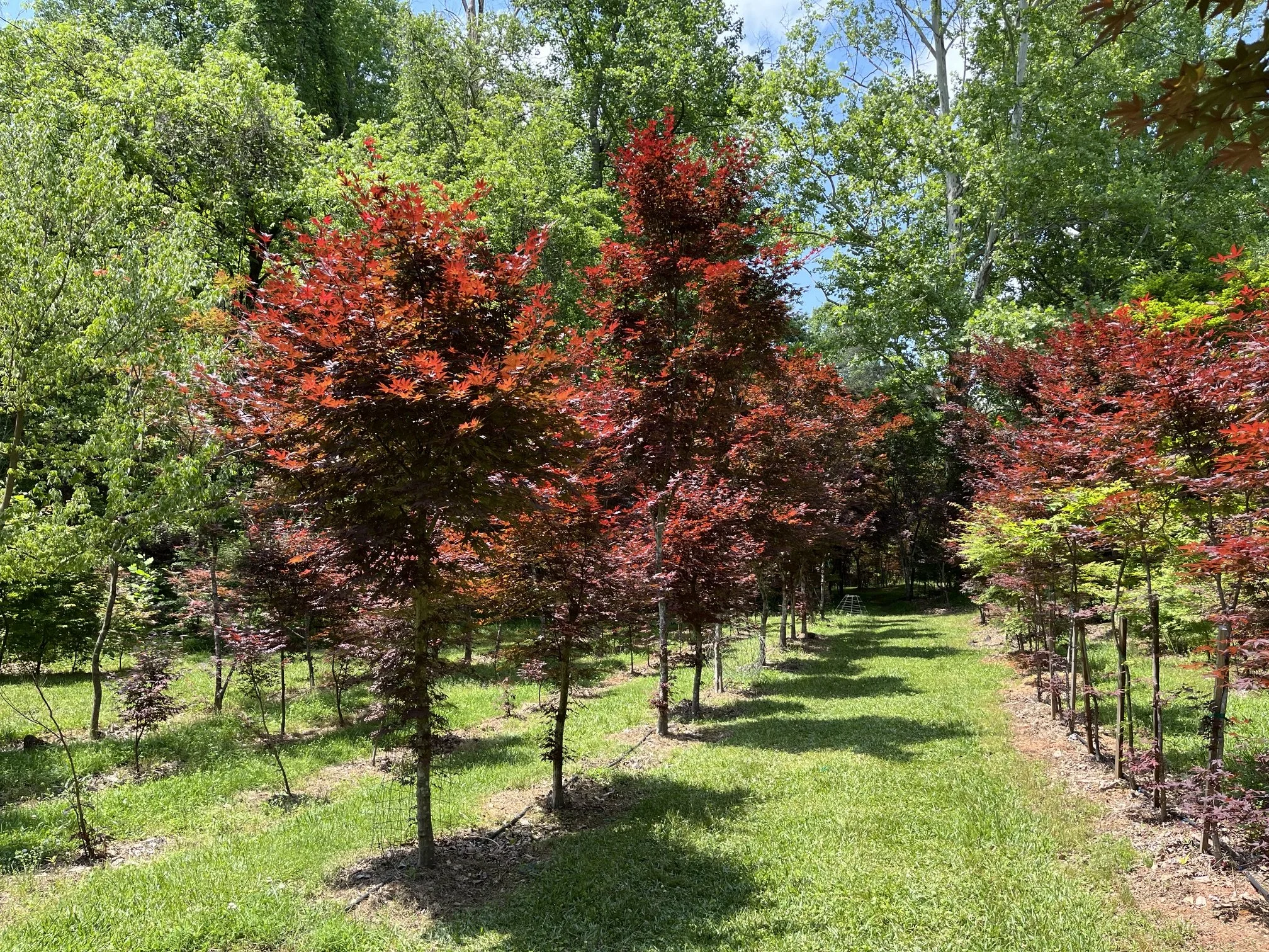Mature Japanese Maples displaying vivid red fall color at Focal Point Trees LLC