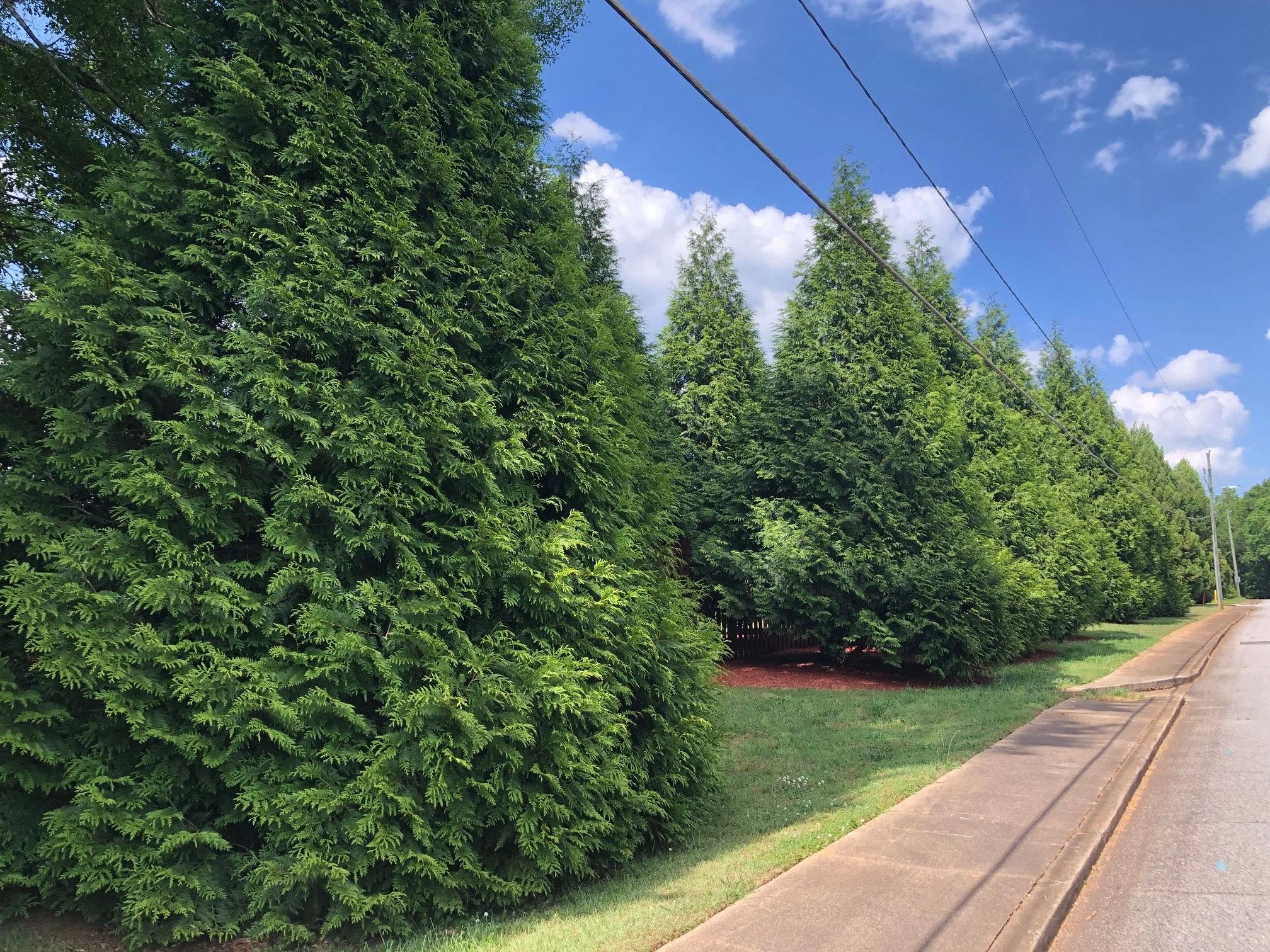 Roadside Privacy planting using evergreen trees