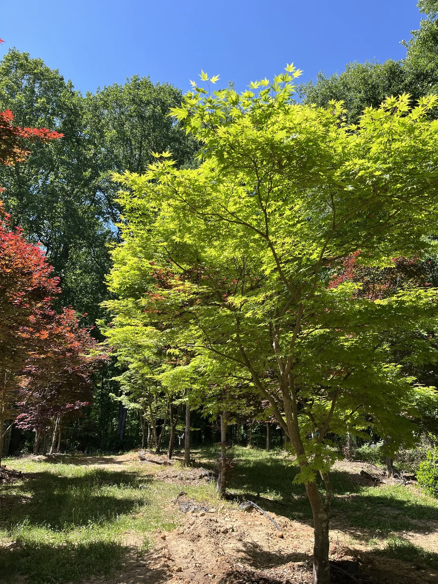Mature green Japanese Maple specimen tree surrounded by red and green maples