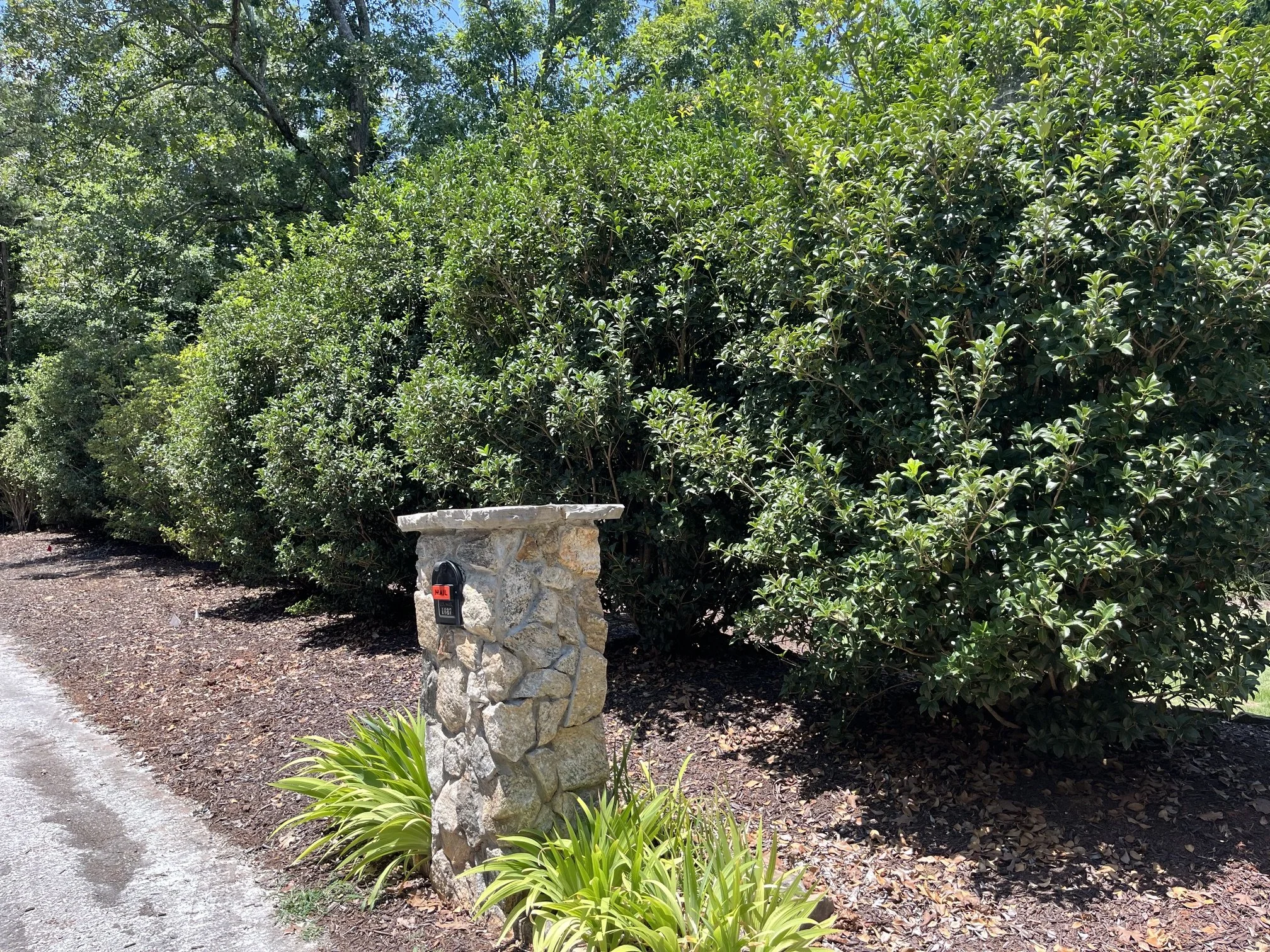 Privacy planting using evergreen trees and plants