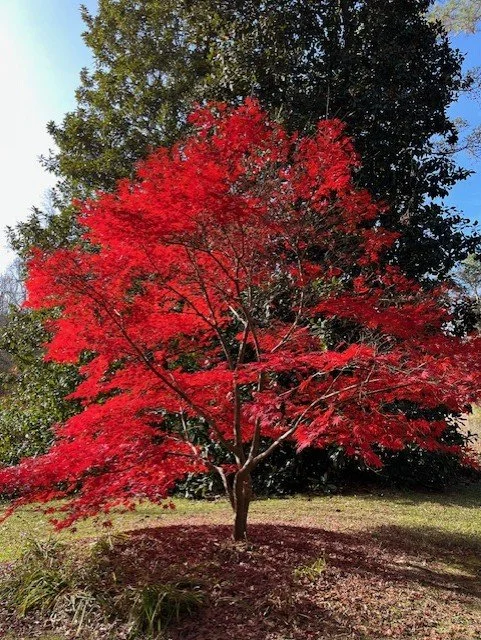 Tree Memorial Project Living Memorial