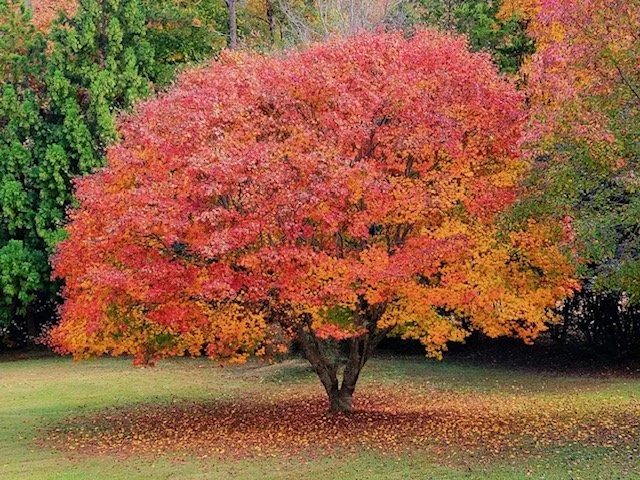 Trees Make Excellent Living Memorials