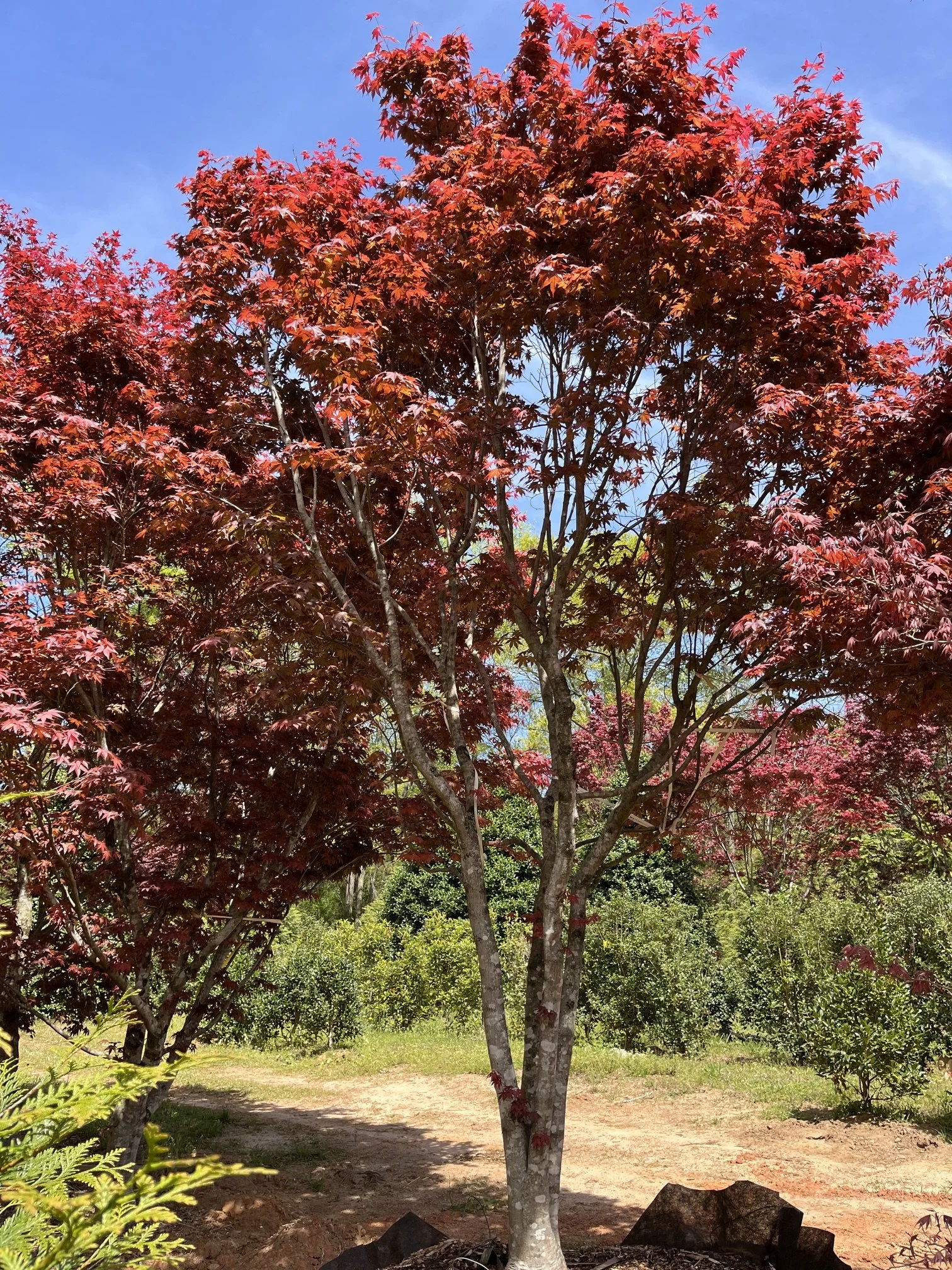 Multi-trunk red Japanese Maple specimen tree with a full mature canopy