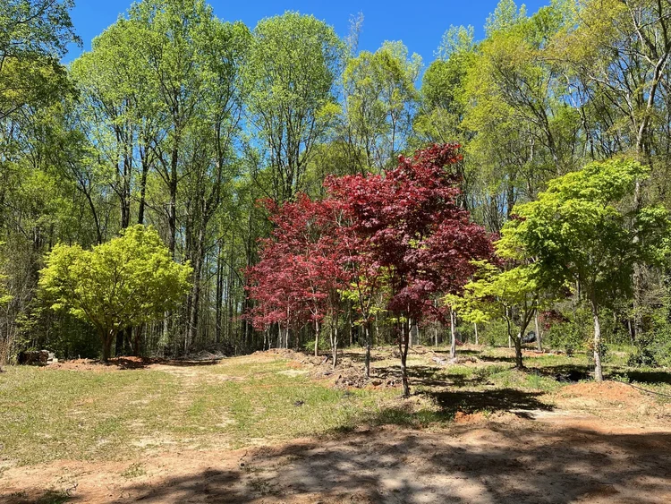 Large Japanese Maples Photos — Focal Point Trees Specimen Japanese Maples