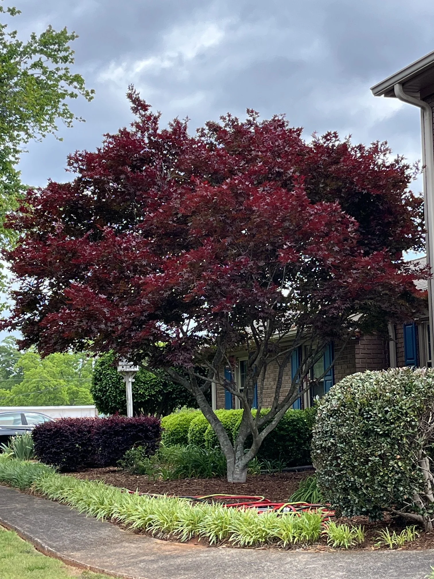 Mature specimen tree selected by Focal Point Trees