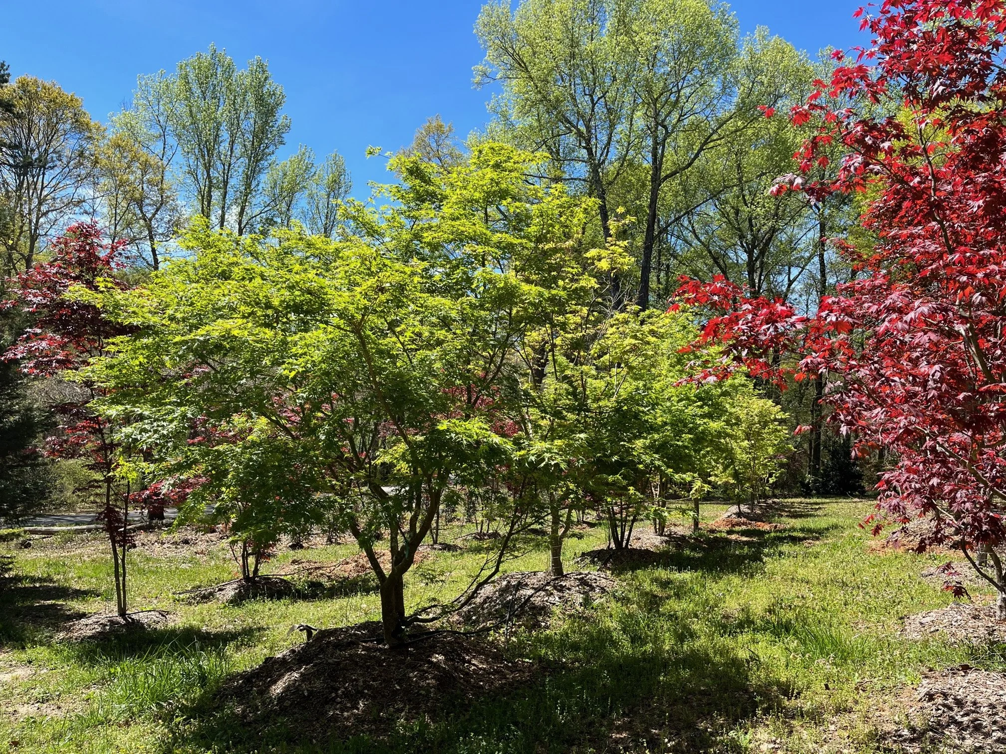 Large Japanese Maples Photos — Focal Point Trees - Specimen Japanese Maples