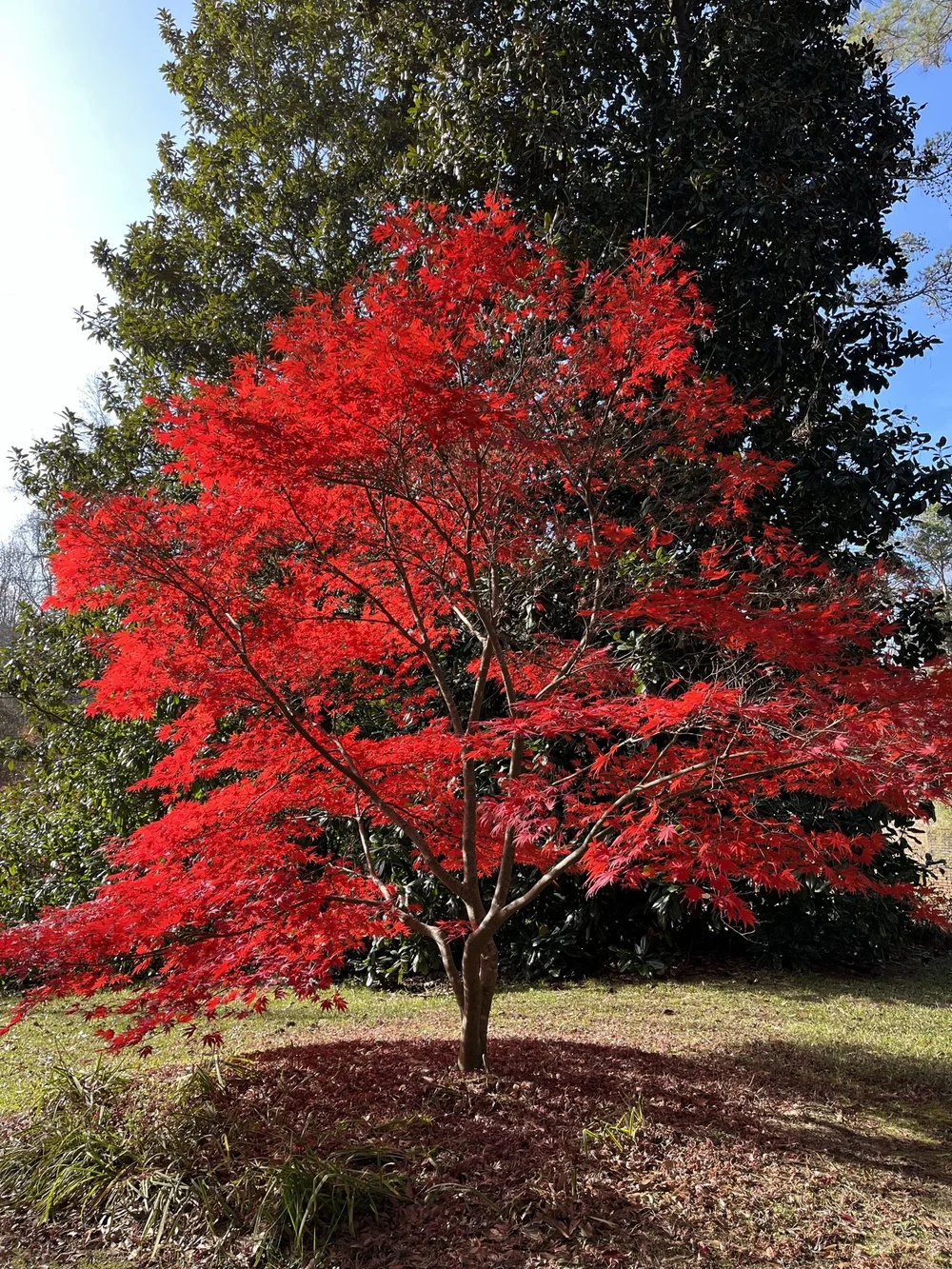 Large Japanese Maples Photos — Focal Point Trees Specimen Japanese Maples