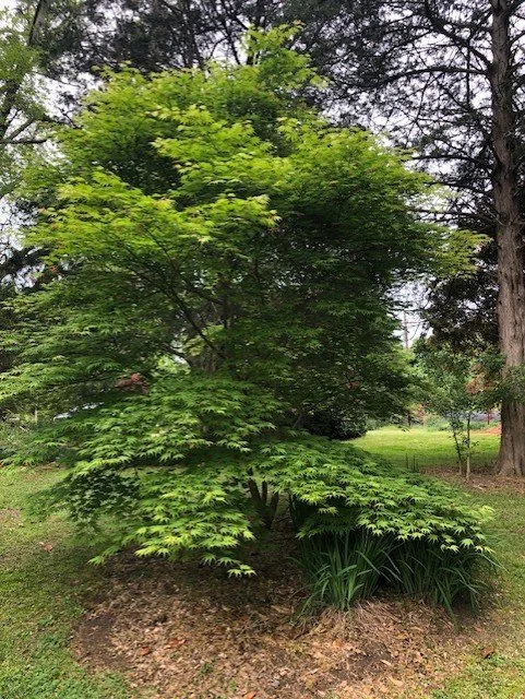 Tree Memorial Project Living Memorial