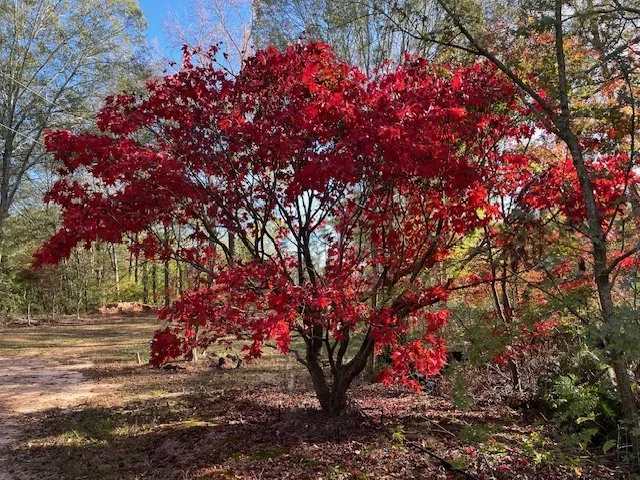 Memorialize your loved one with a beautiful Japanese Maple