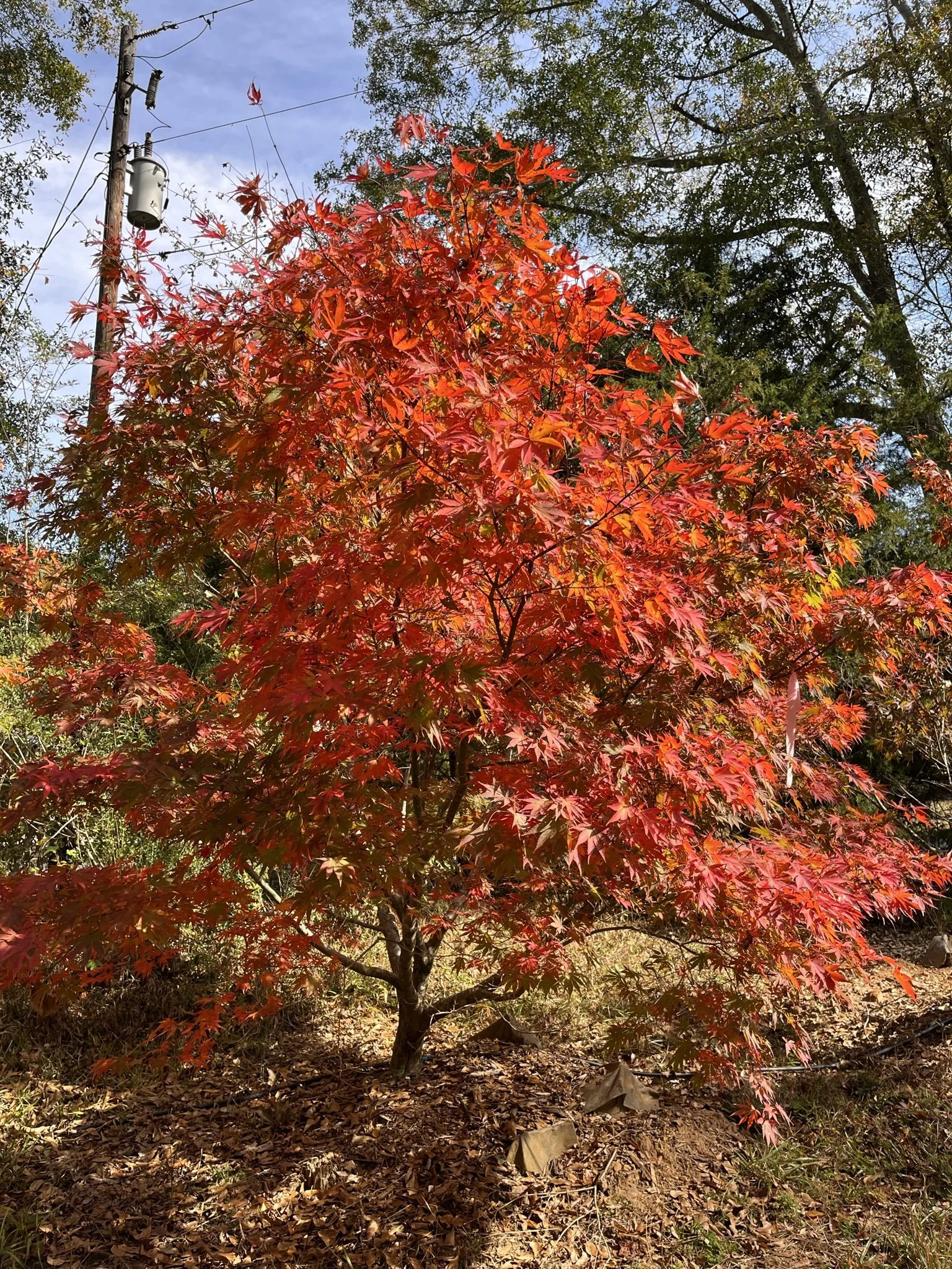 Large Japanese Maples Photos — Focal Point Trees Specimen Japanese Maples
