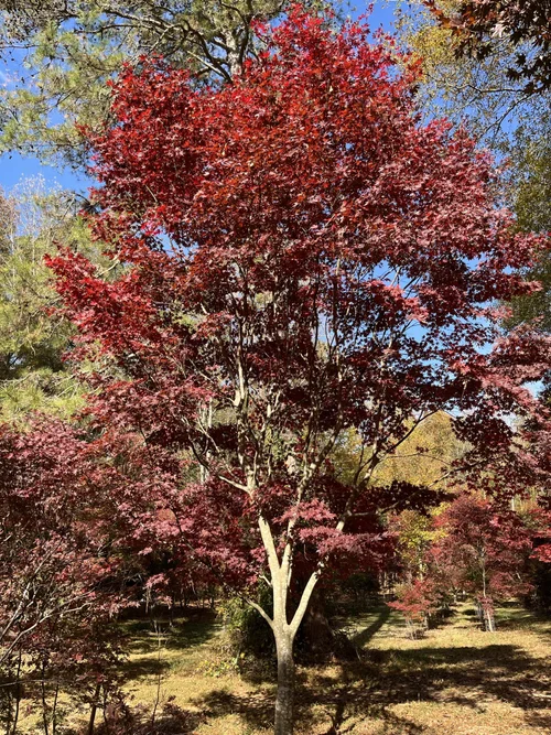 Large Japanese Maples Photos — Focal Point Trees - Specimen Japanese Maples