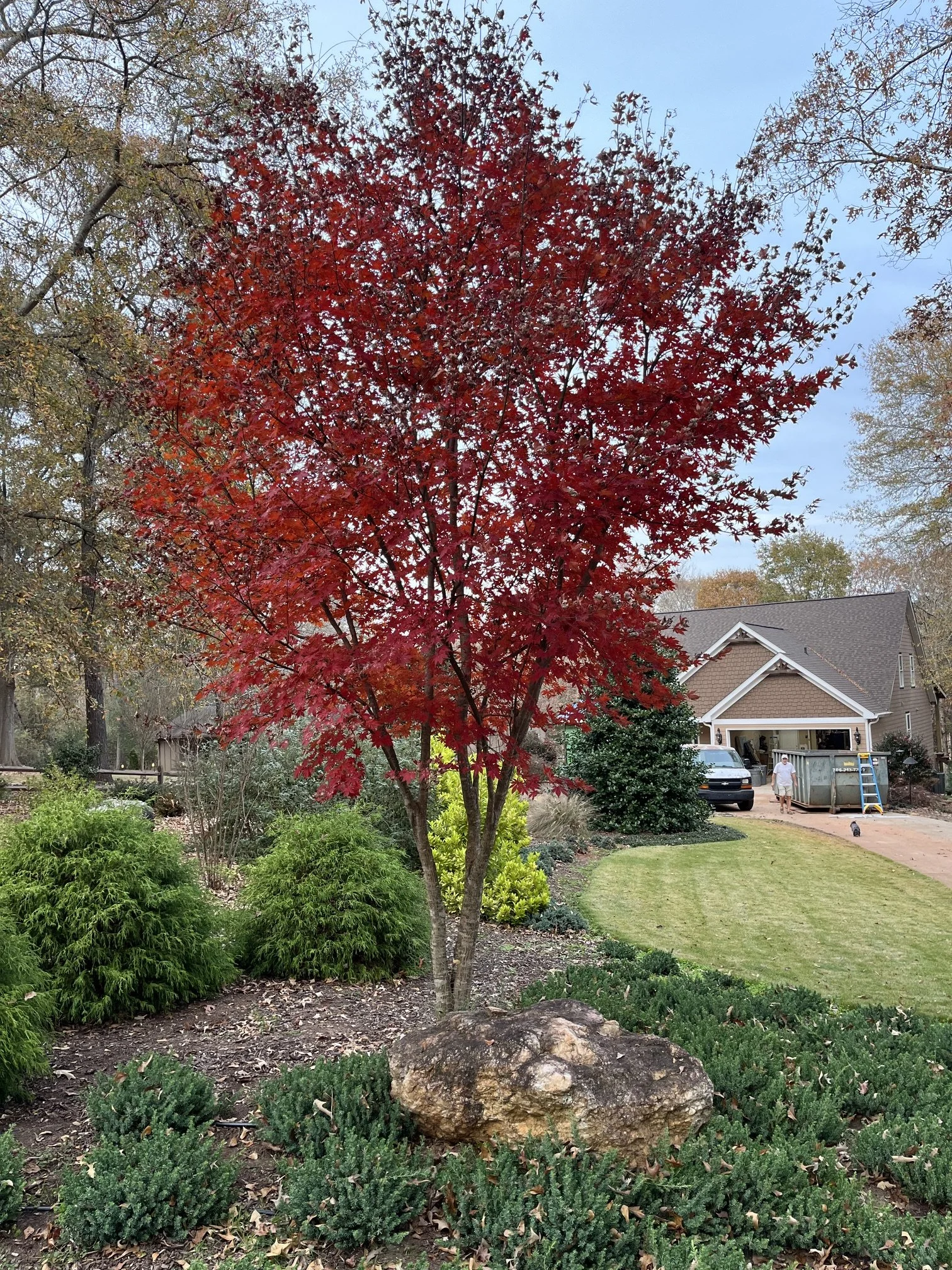 Large Japanese Maple installed as focal point in Georgia landscape