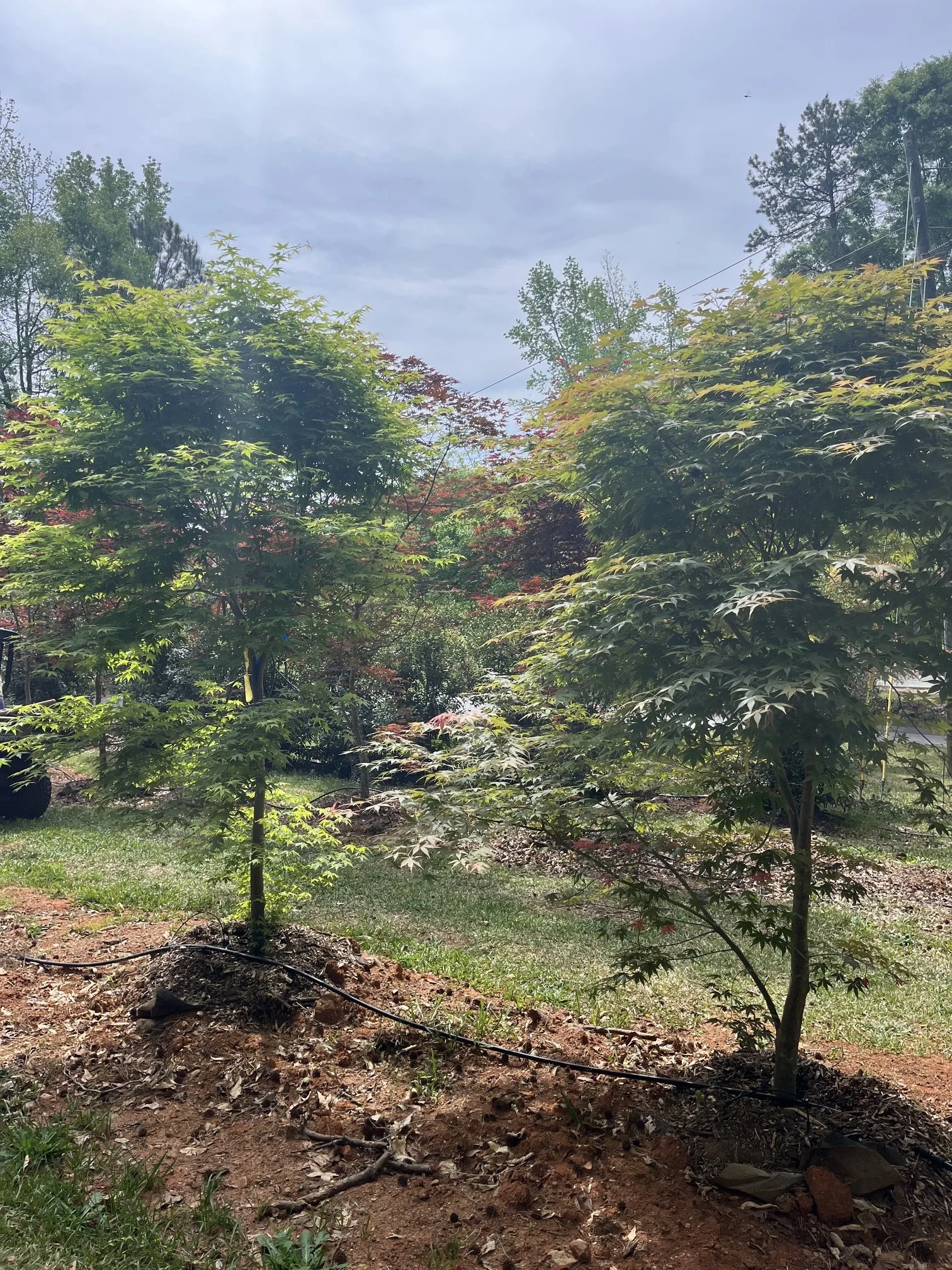 Green Japanese Maple specimen trees growing among mature trees at the nursery