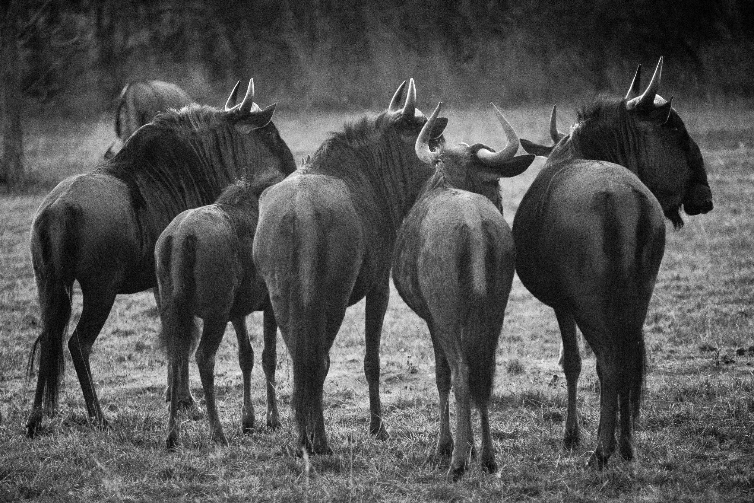 Bucket List Safari Trip