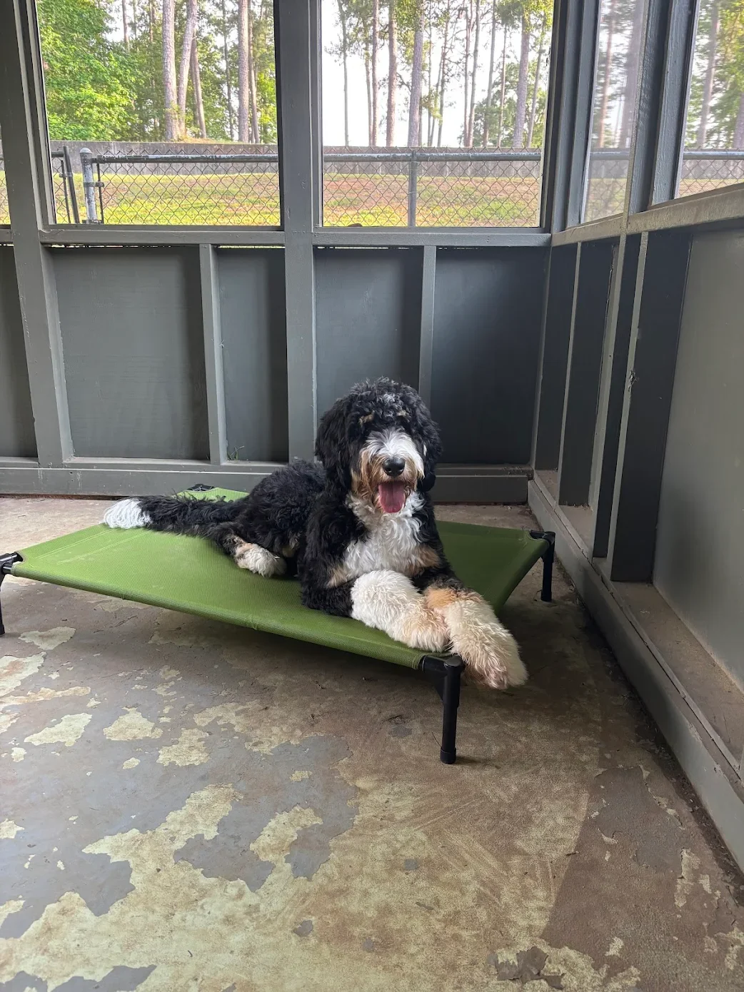 A black, white, and tan puppy practicing place.