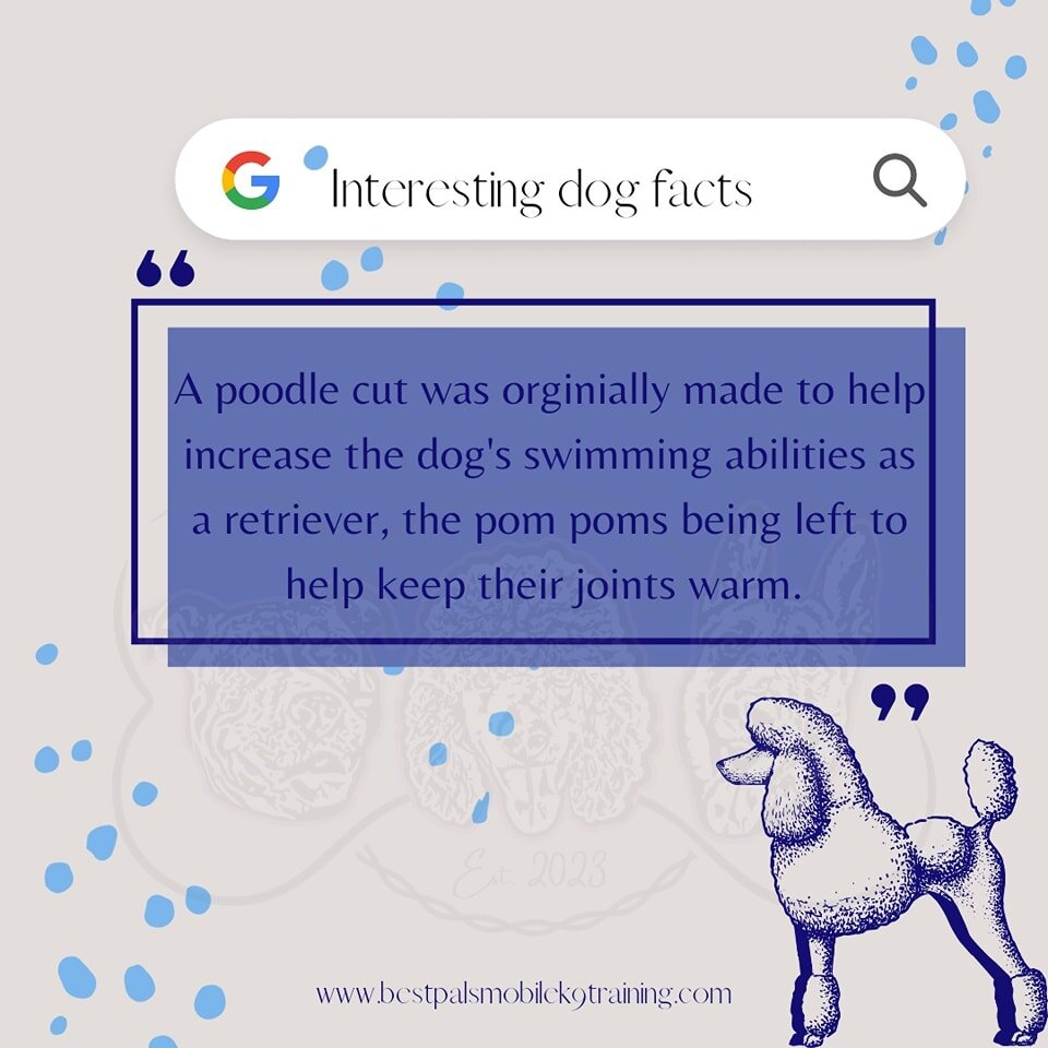 It's Dog Fact Tuesday! 

Serving Central/Southwest Louisiana 
Call or text / (337)509-0584
Together, we can build a happy, healthy dog!
📱Contact us today!📱 

💻www.bestpalsmobilek9training.com💻 
💌bestpalsk9training@gmail.com 💌
🐕Any breed/All si