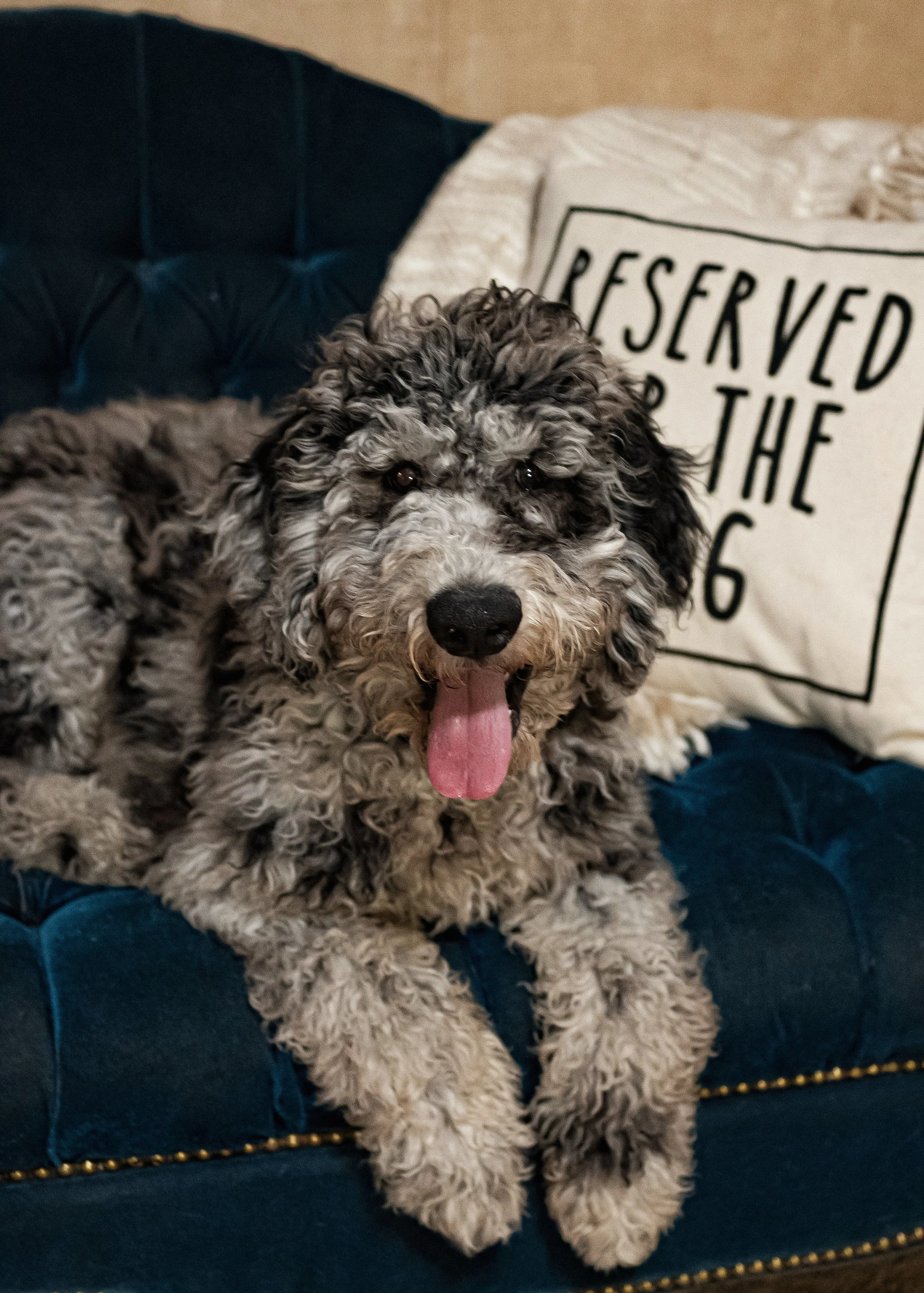 What is a Board &amp; Train?!