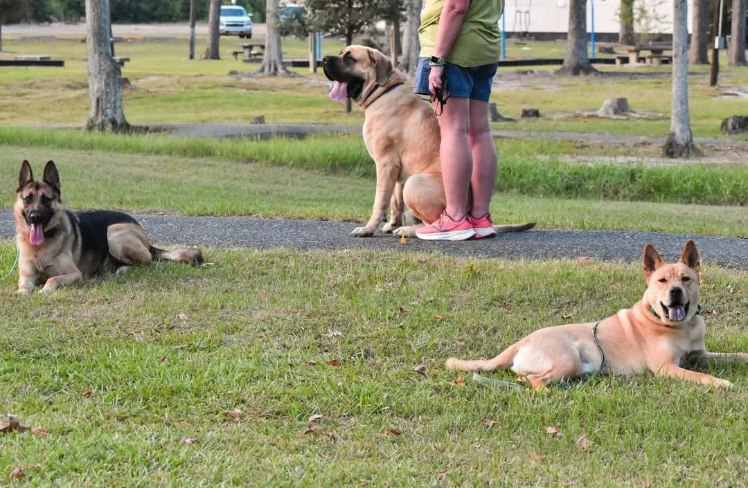 Understanding Your Dog’s Threshold: The Missing Piece in Training