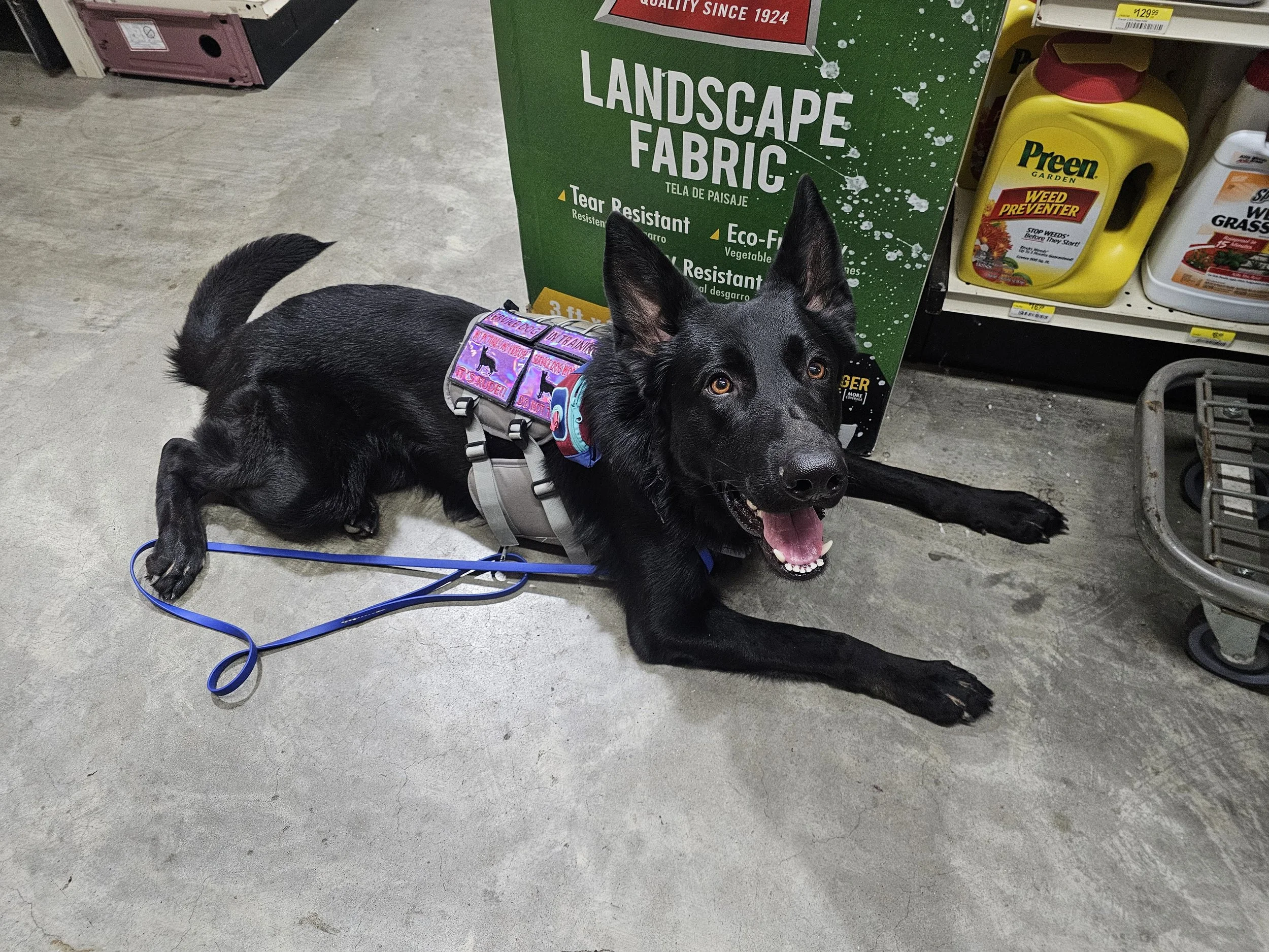 How to interact with a service dog in public