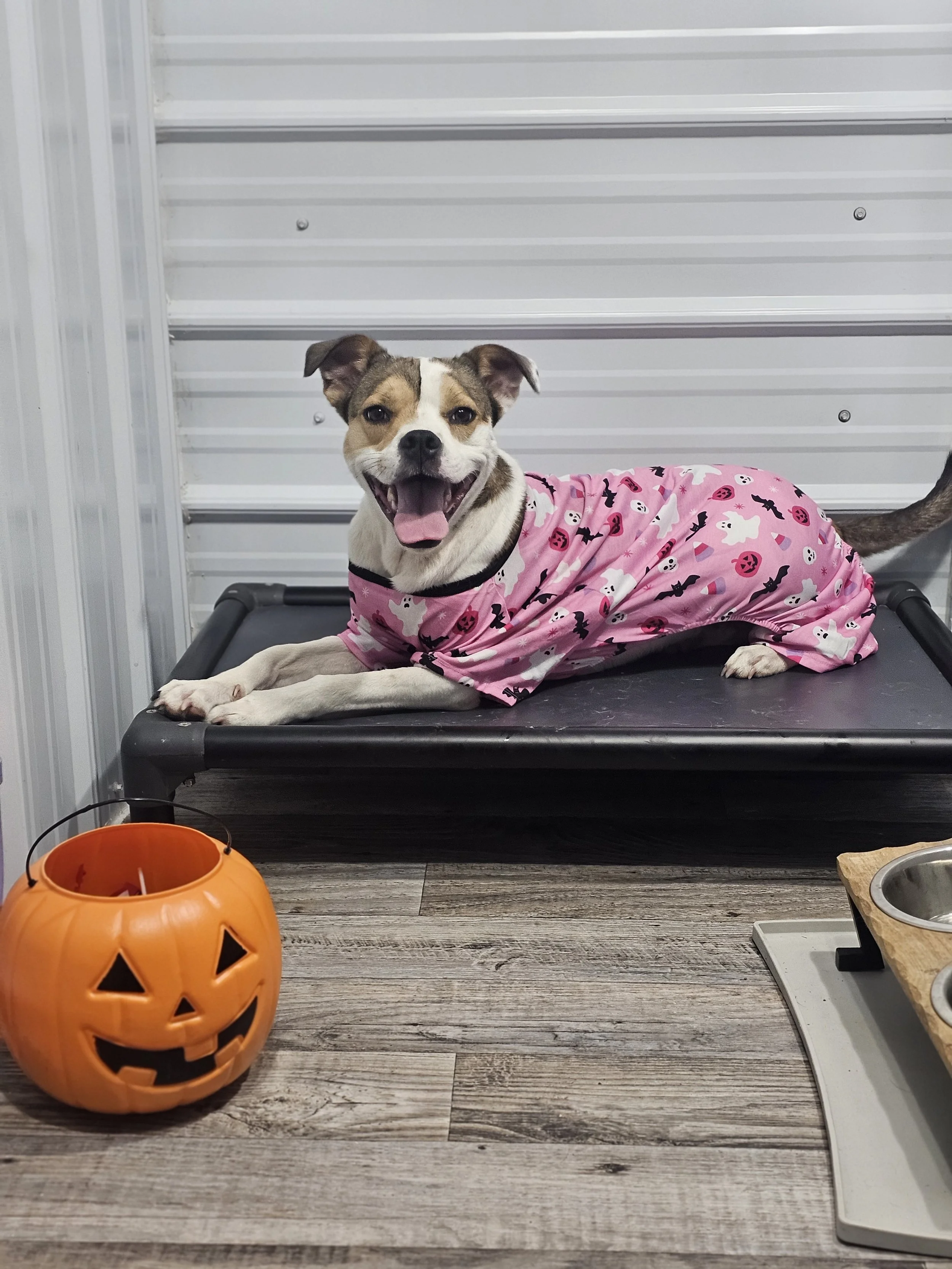 Halloween &amp; Your Dog: Candy, Costumes, Masks &amp; Keeping the Night Stress-Free 🎃🐾