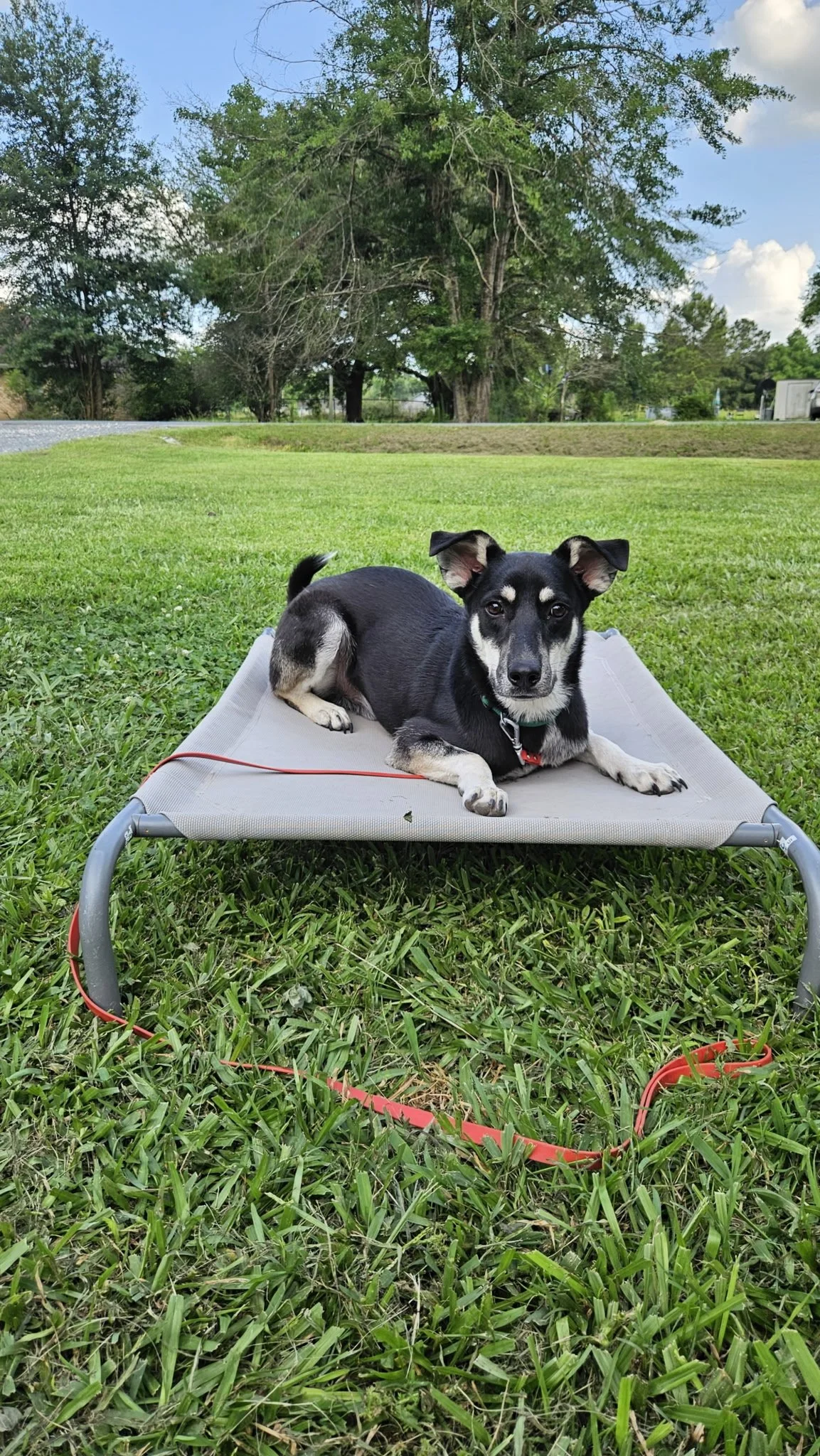 dog training