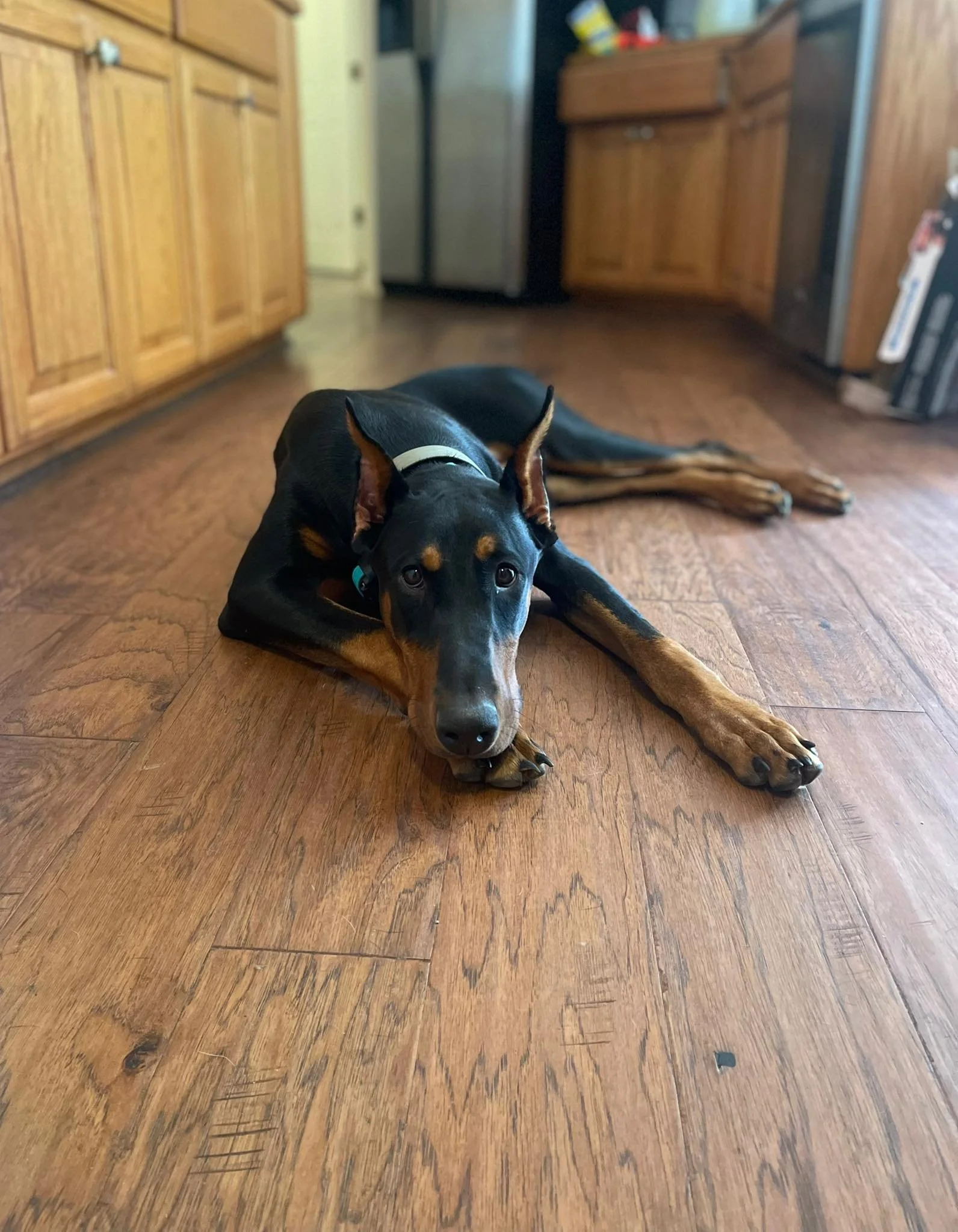 A black and tan Doberman dog lying on a wooden floor inside a kitchen, looking at the camera.