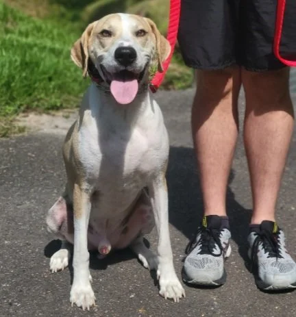 Happy dog sitting on the ground next to a person wearing shorts and sneakers.