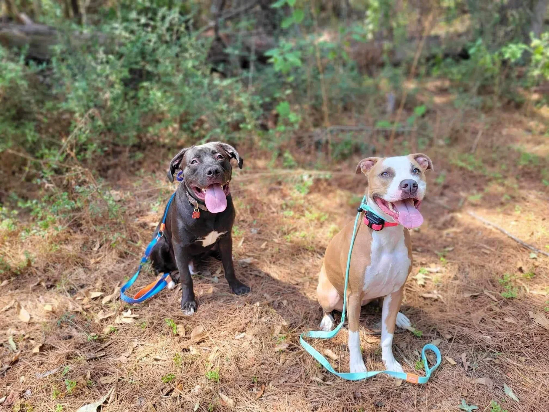 good dogs Louisiana