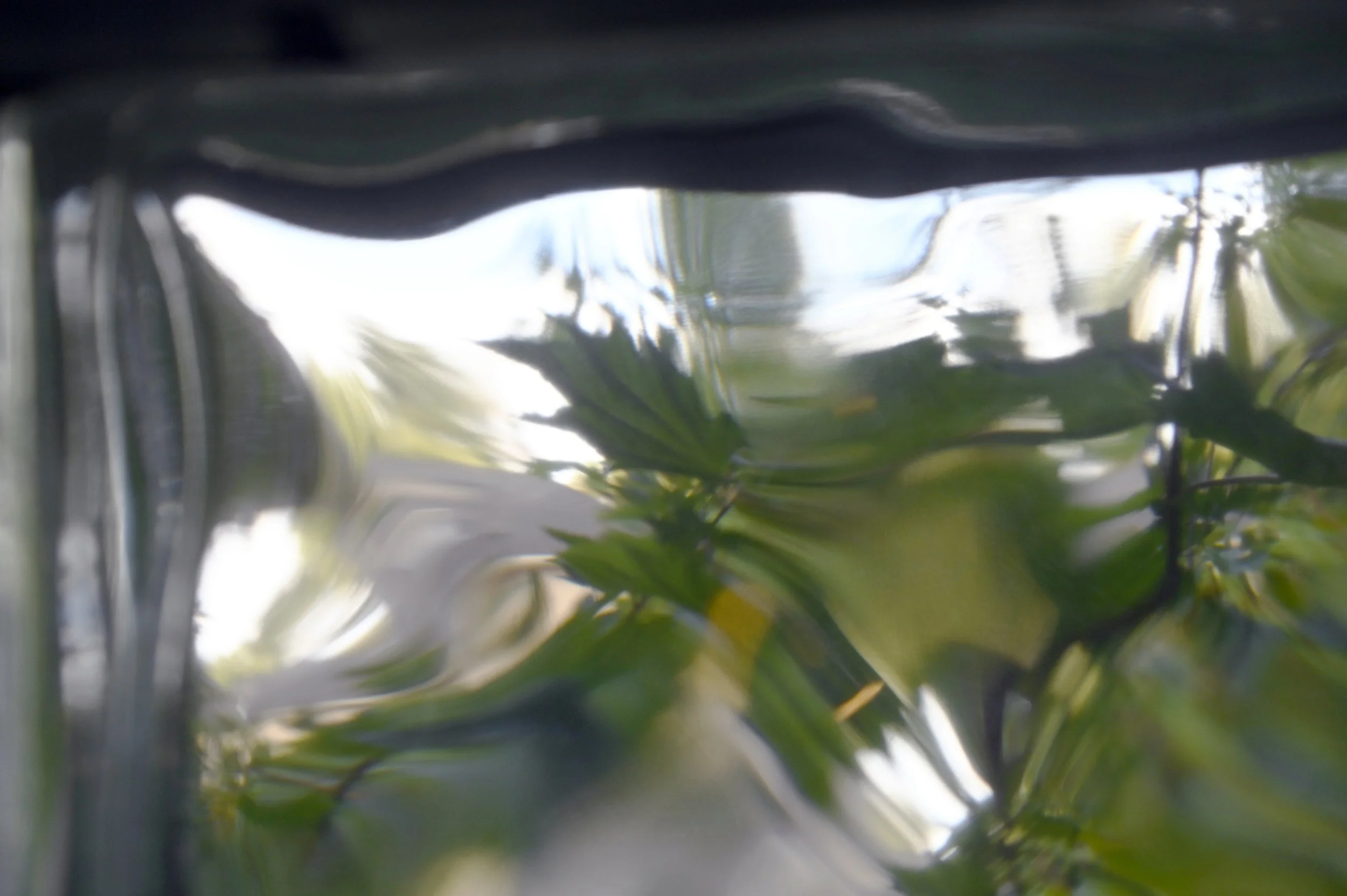 Summer Maple Leaves Seen Through Glass Block Window