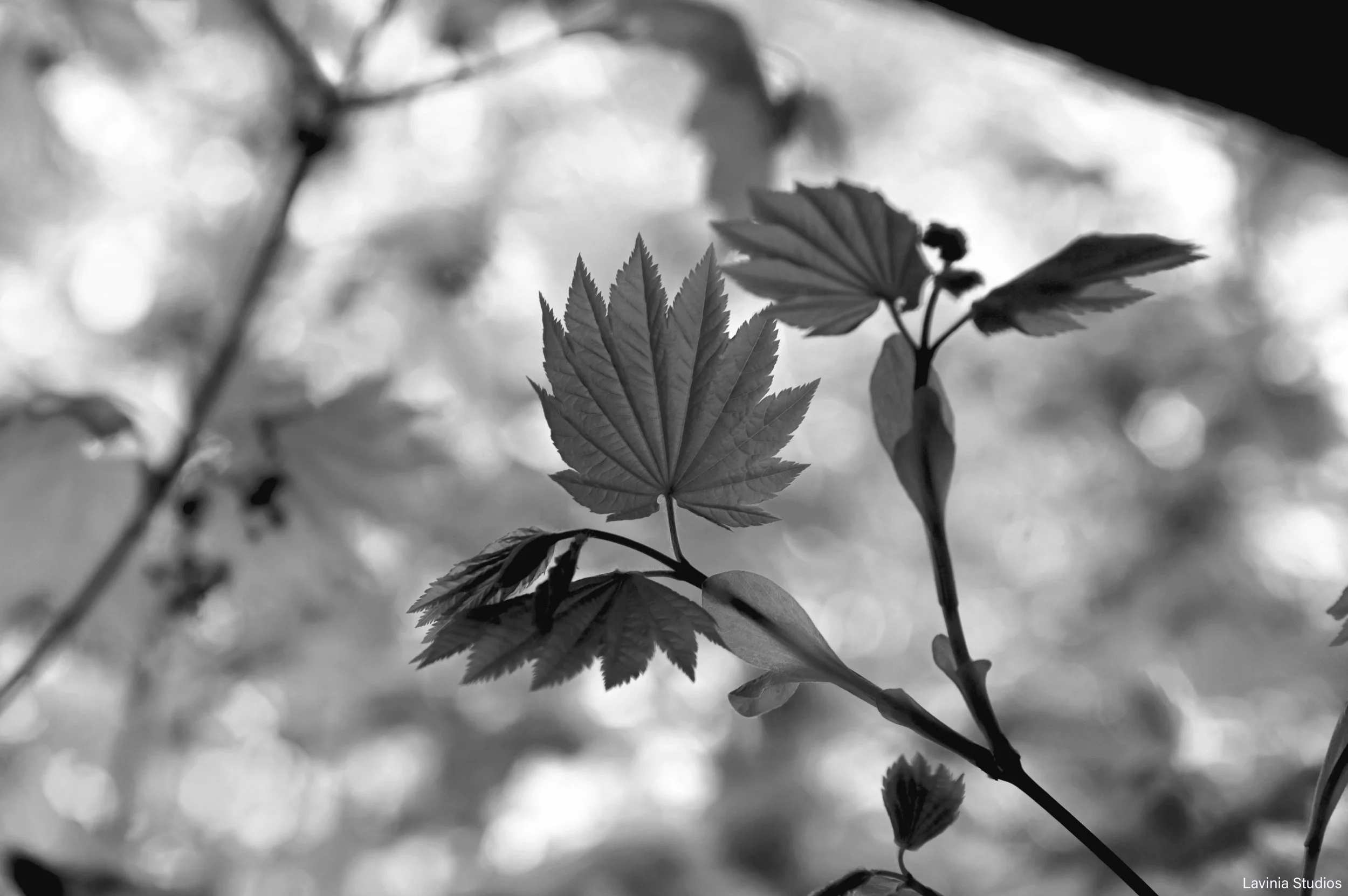 Vine Maples Leaves - 1